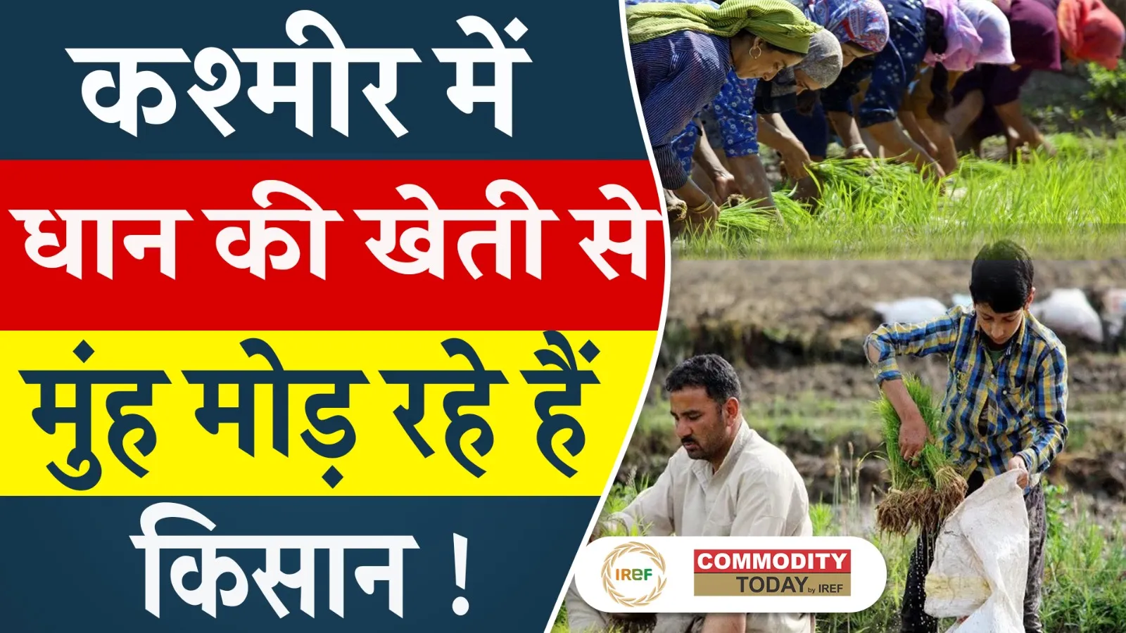 Kashmir Farmers Shifting to Apple Farming Amid Low Returns from Paddy Cultivation