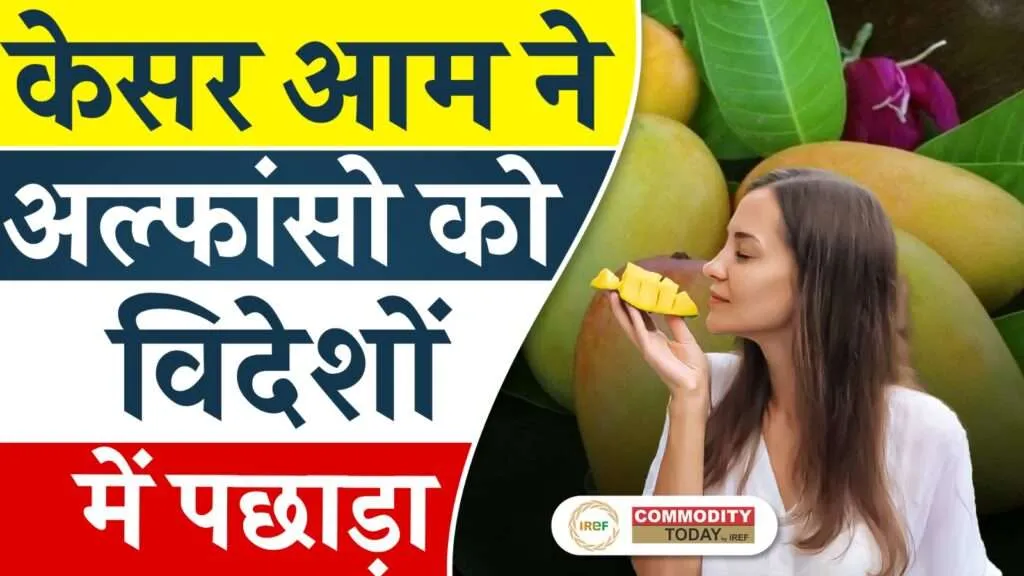 Kesar Mango Becomes the Favourite of Foreigners