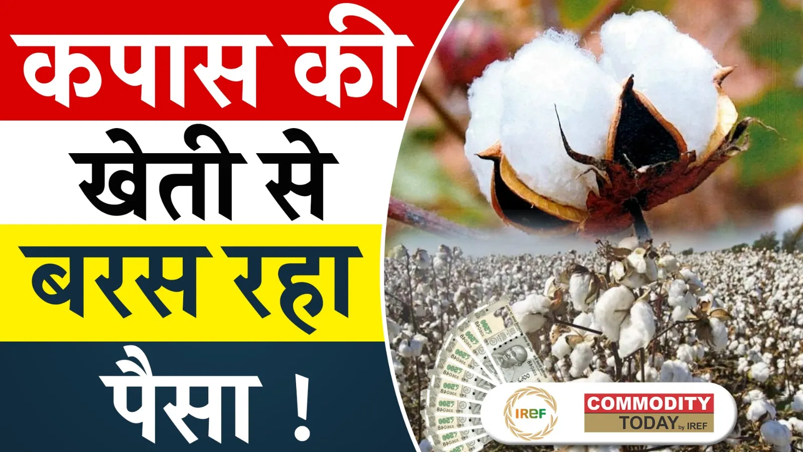 Punjab Farmers Keen on Cultivating Cotton