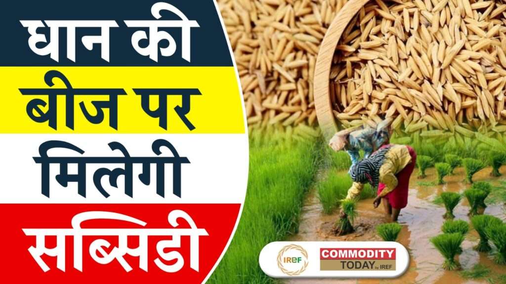 UP Govt. Announces 30% to 50% subsidy on Paddy Seeds for Farmers