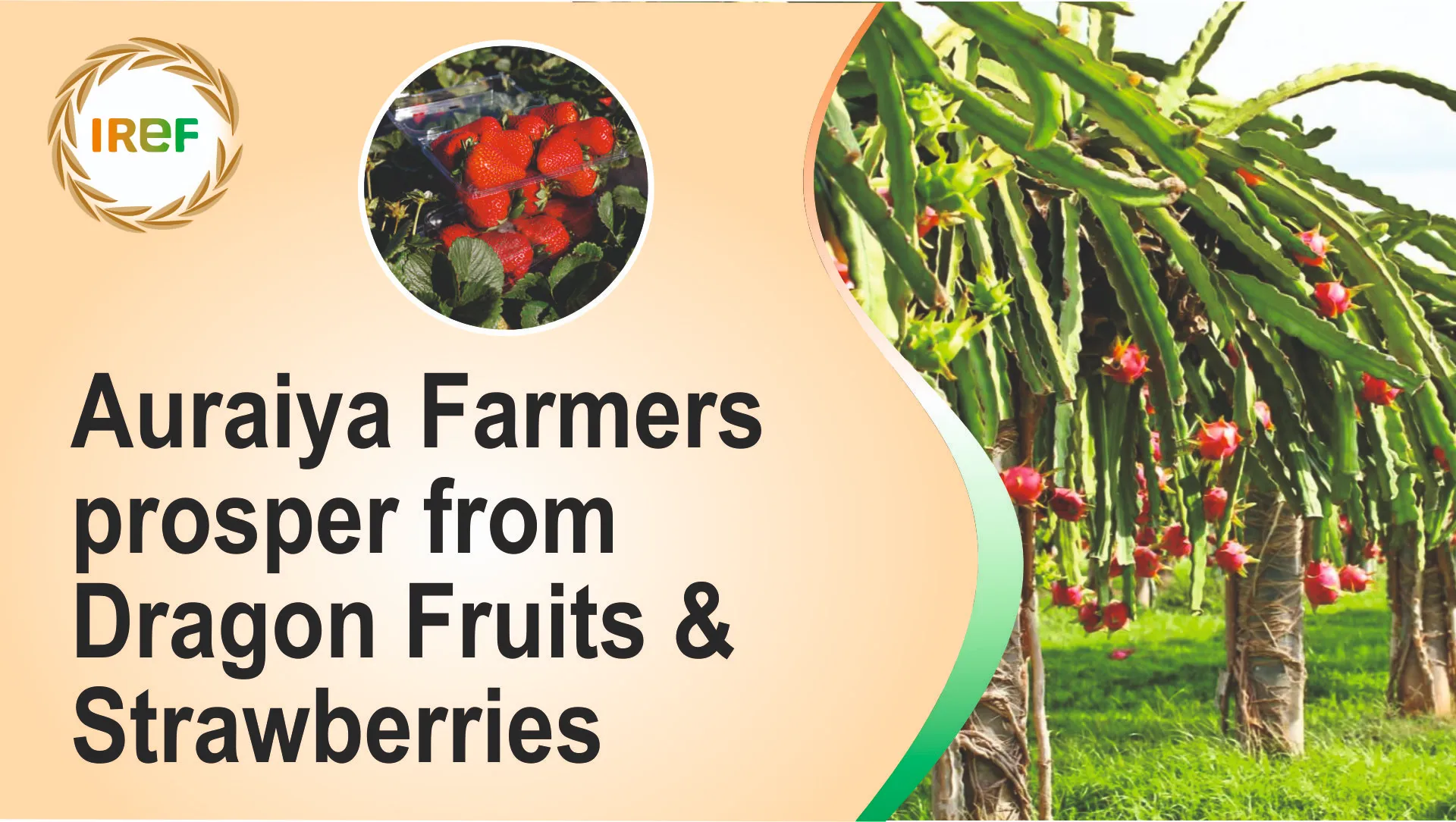 Auraiya Farmers from Kanpur will prosper through the cultivation of Dragon Fruits and Strawberries