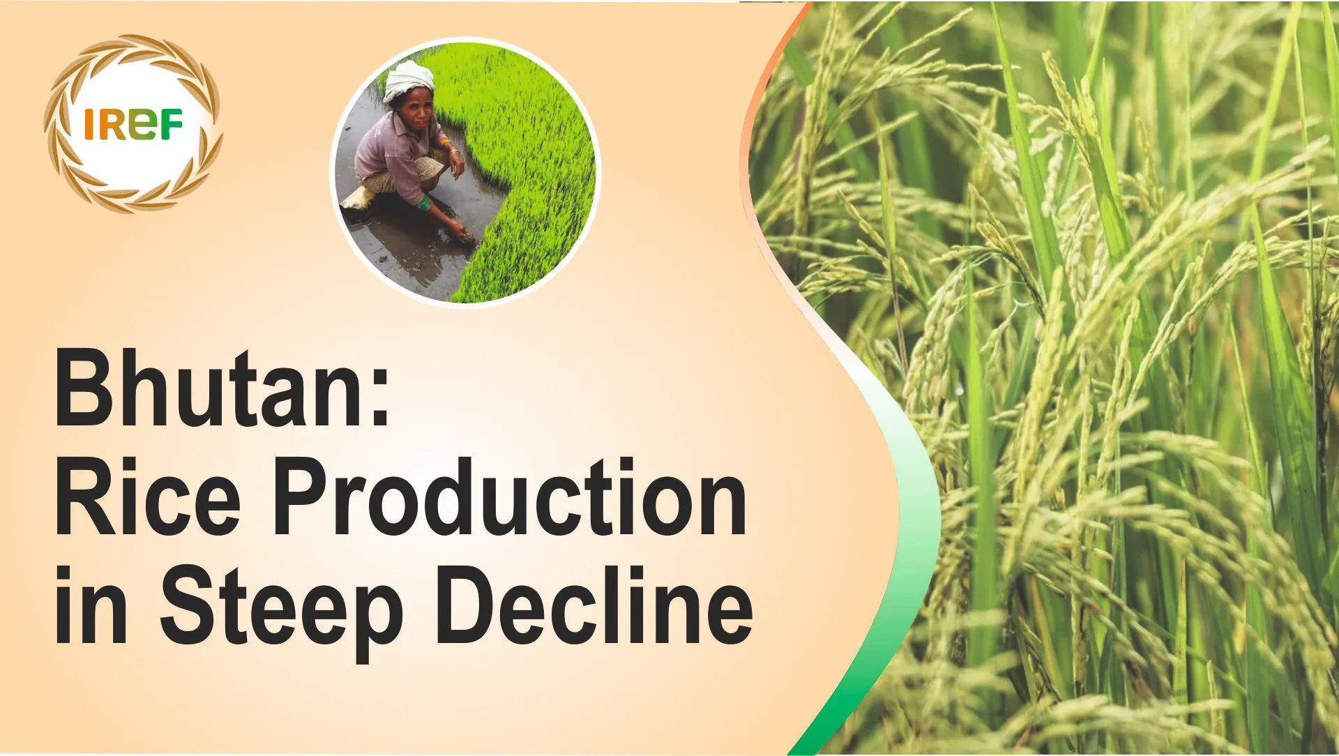 Bhutan: Rice production in steep decline
