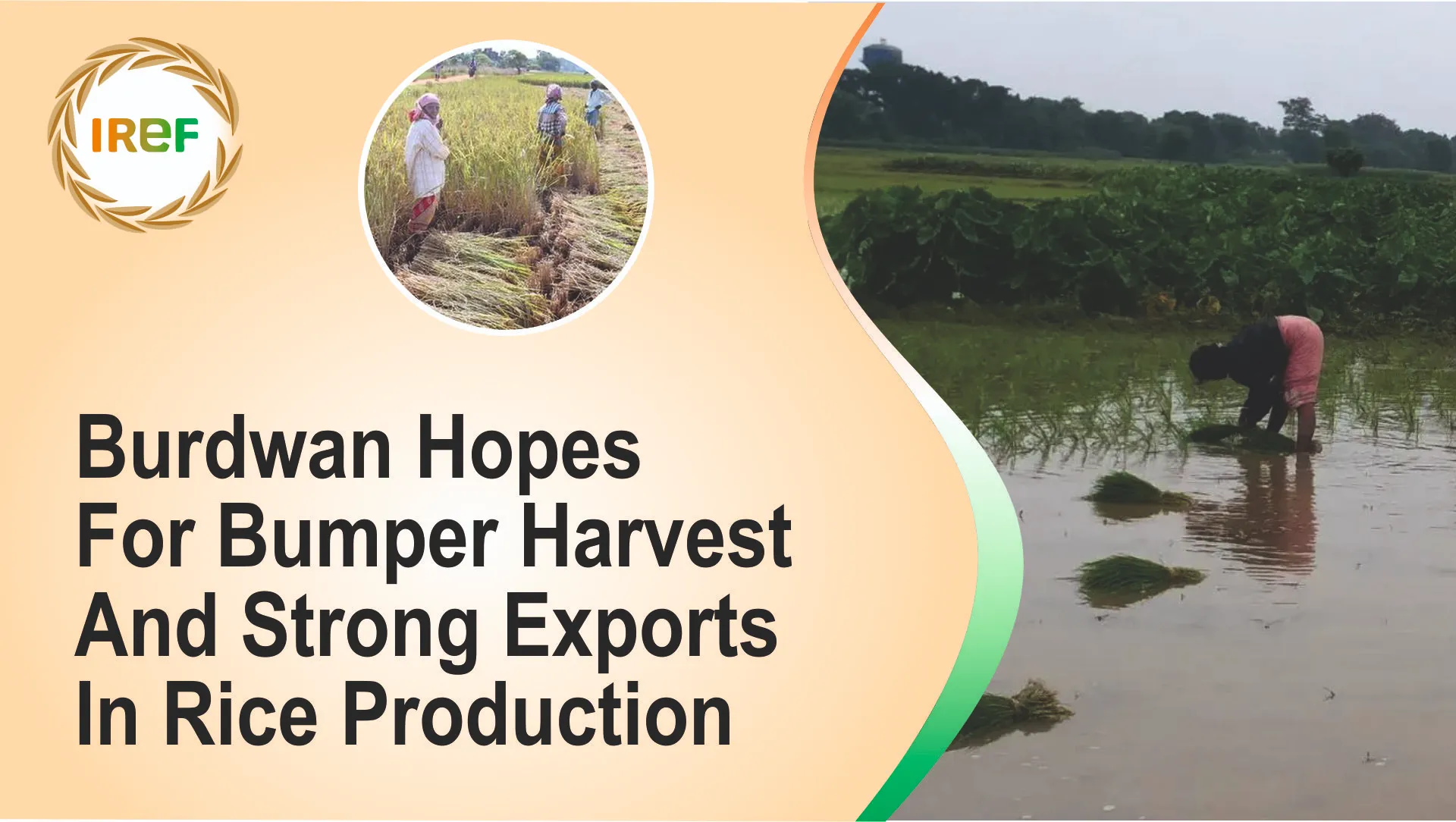 Burdwan Hopes For Bumper Harvest And Strong Exports In Rice Production