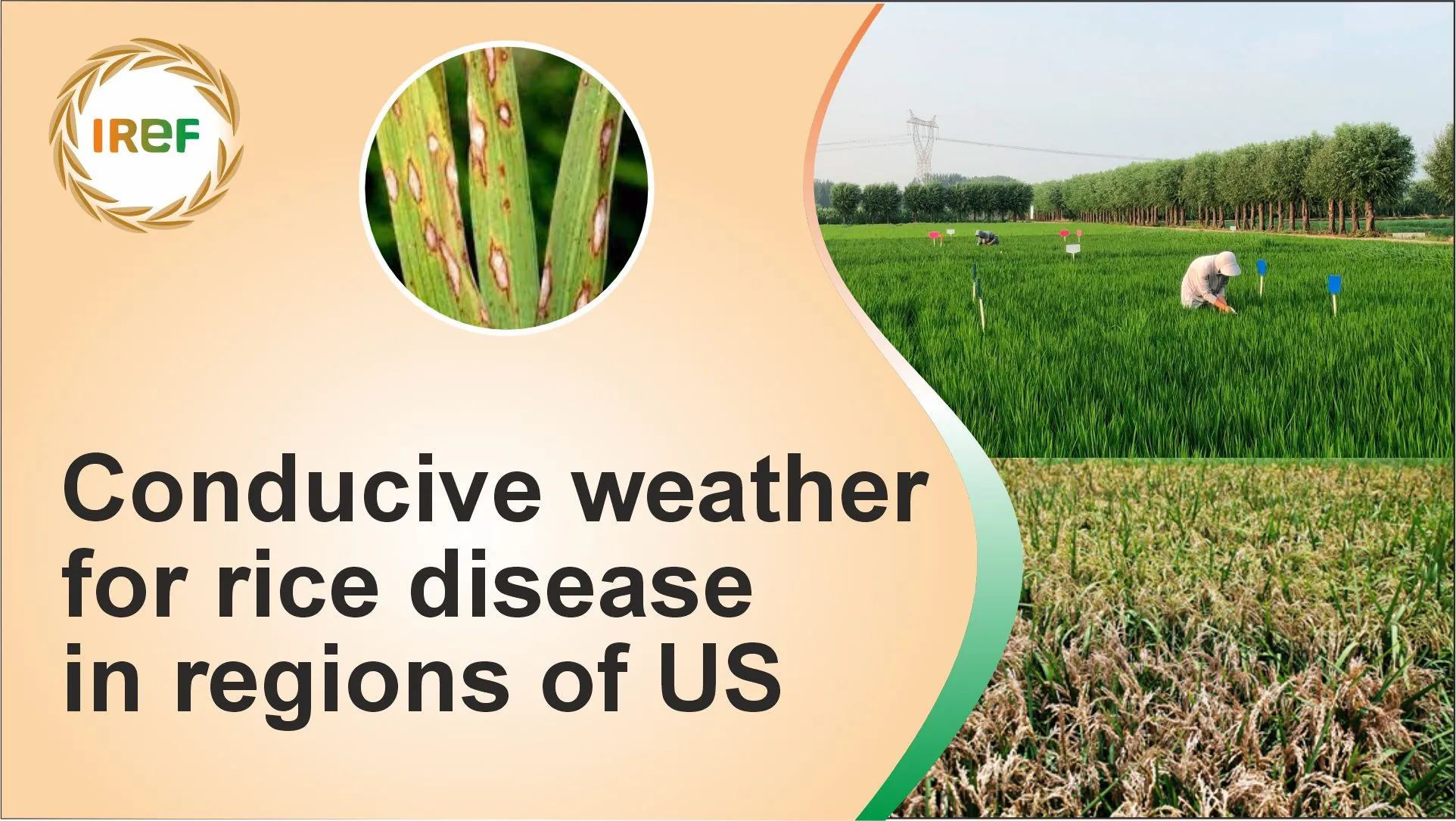 Wet Weather Triggers Concerns Over Rice Diseases in the Regions of the US