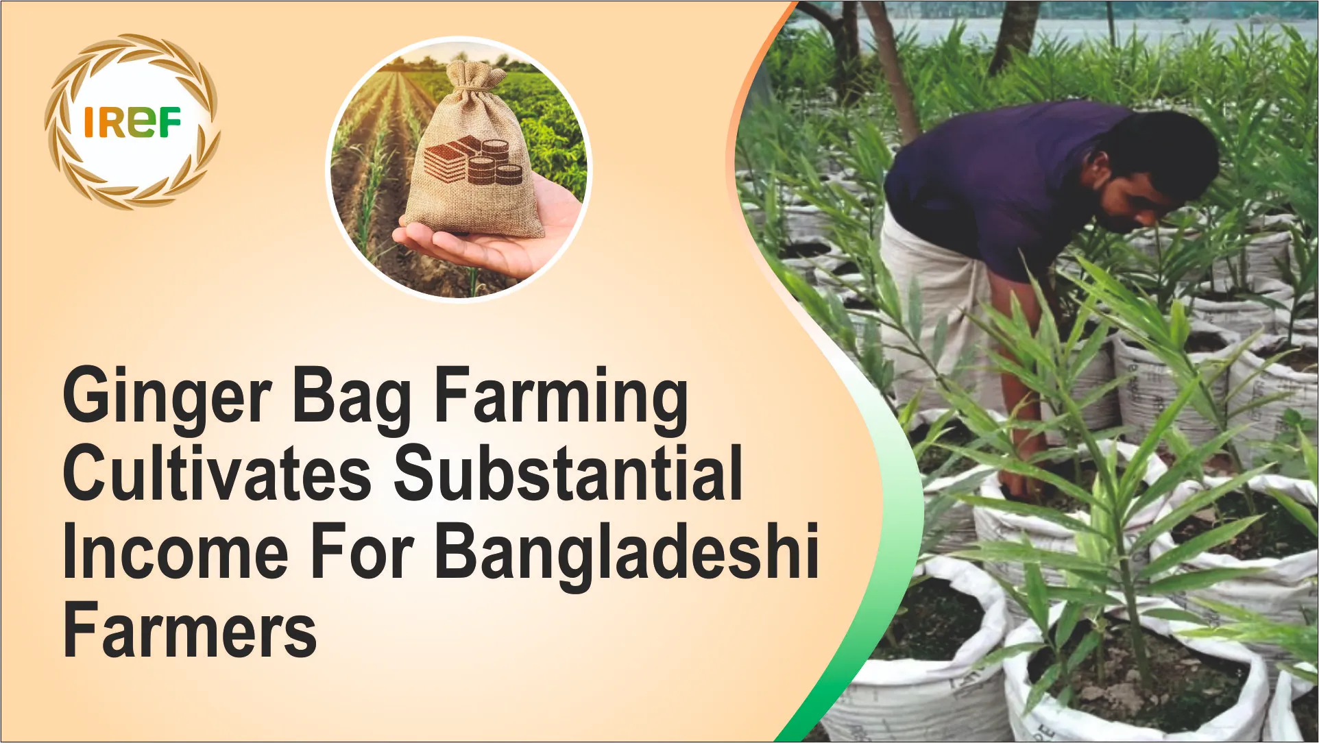 Ginger Bag Farming Cultivates Substantial Income For Bangladeshi Farmers