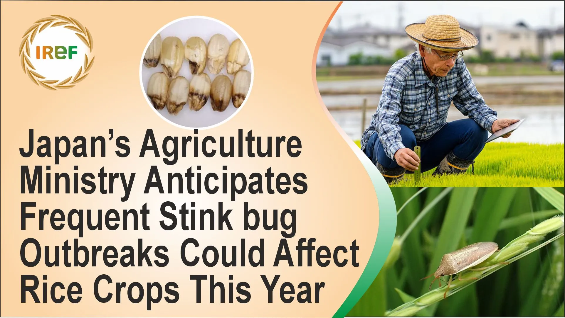 Japan’s Agriculture Ministry Anticipates Frequent Stink bug Outbreaks Could Affect Rice Crops This Year