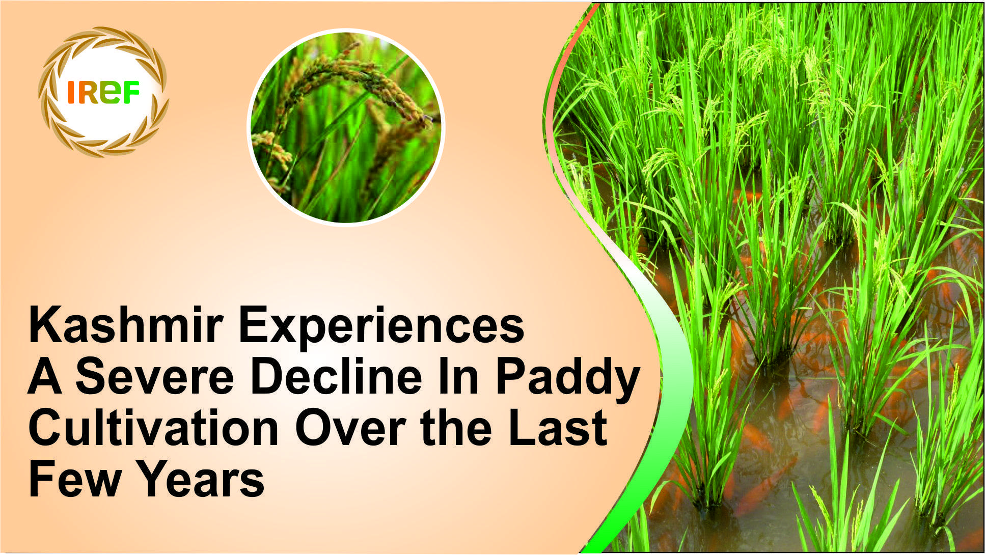 Kashmir Experiences A Severe Decline In Paddy Cultivation Over the Last Few Years