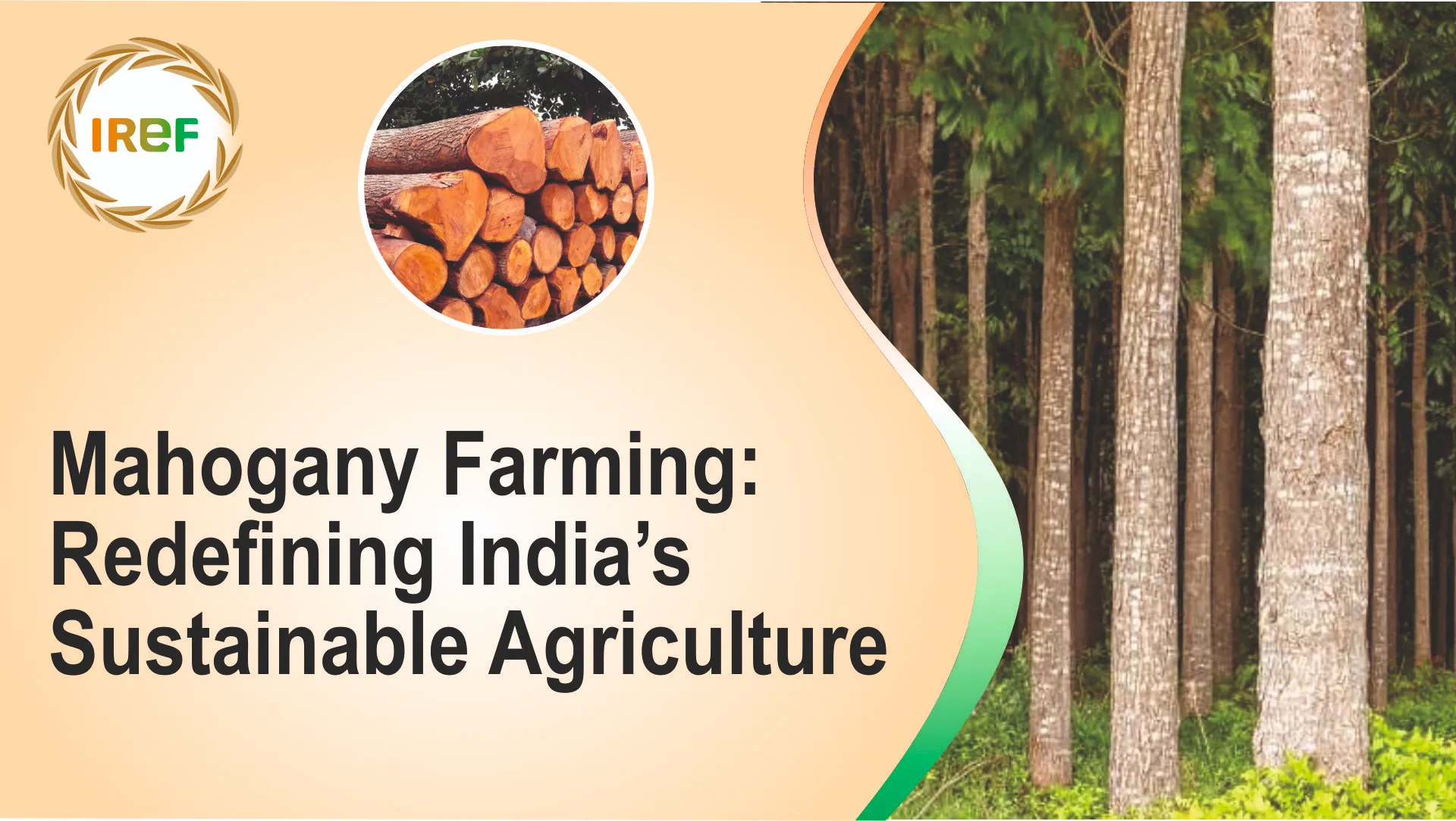 Mahogany Farming: Redefining India’s Sustainable Agriculture