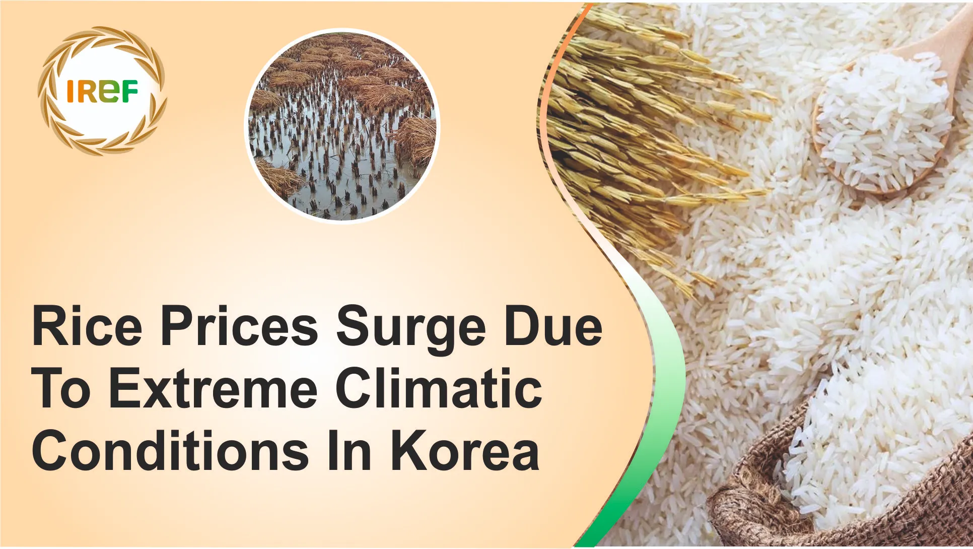 Rice Prices Surge Due To Extreme Climatic Conditions In Korea