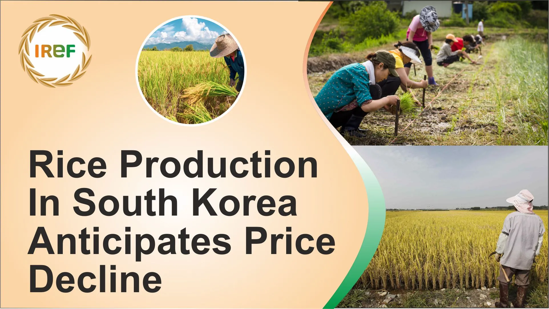 Rice Production In South Korea Anticipates Price Decline
