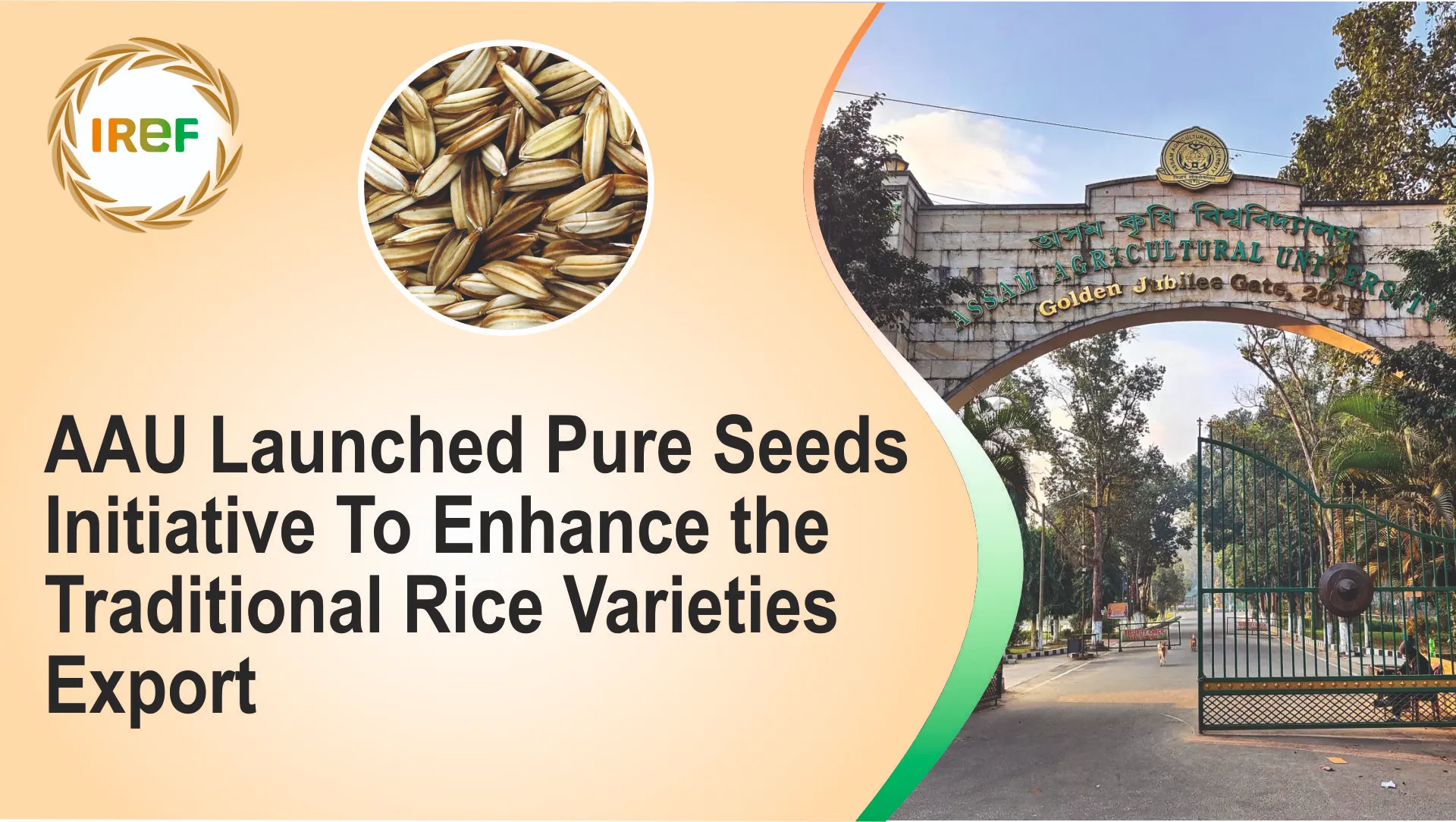 AAU Launched Pure Seeds Initiative To Enhance the Traditional Rice Varieties Export