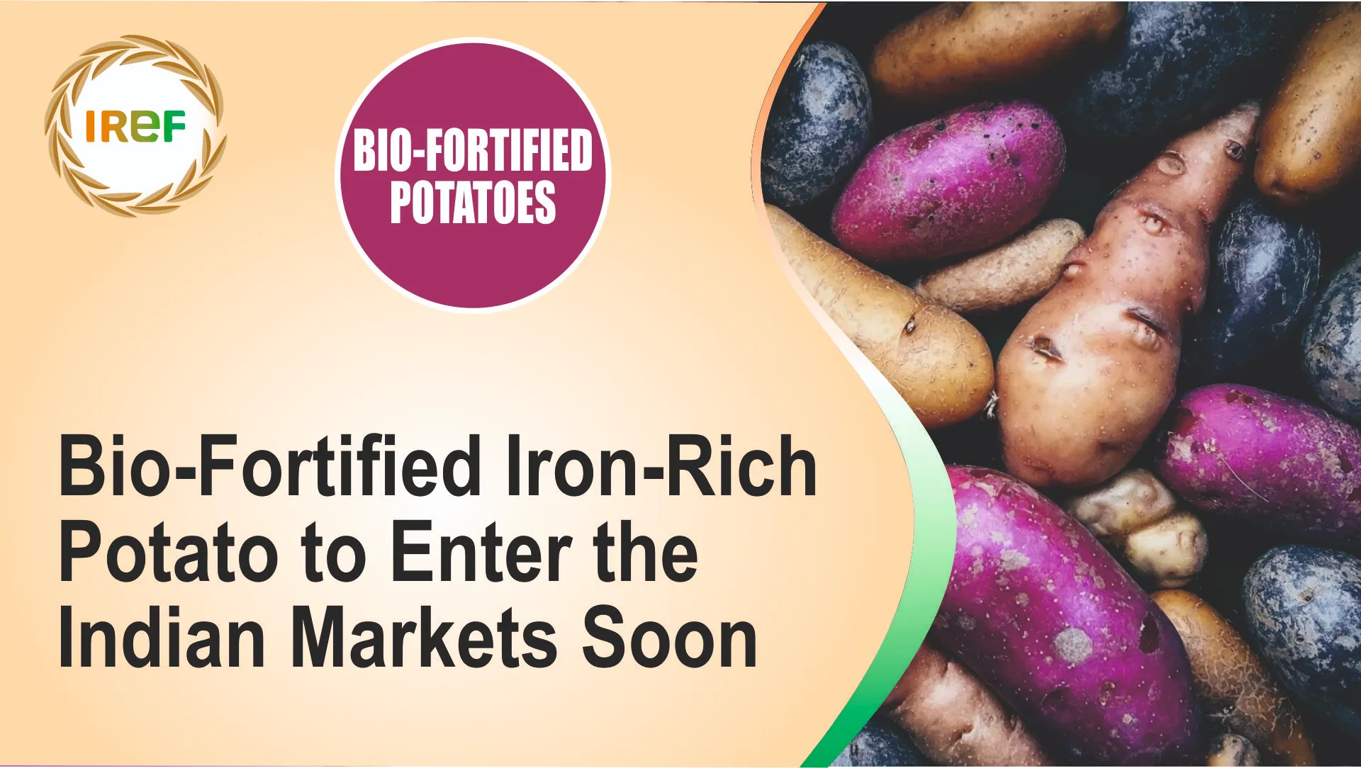 Bio-Fortified Iron-Rich Potato to Enter the Indian Markets Soon