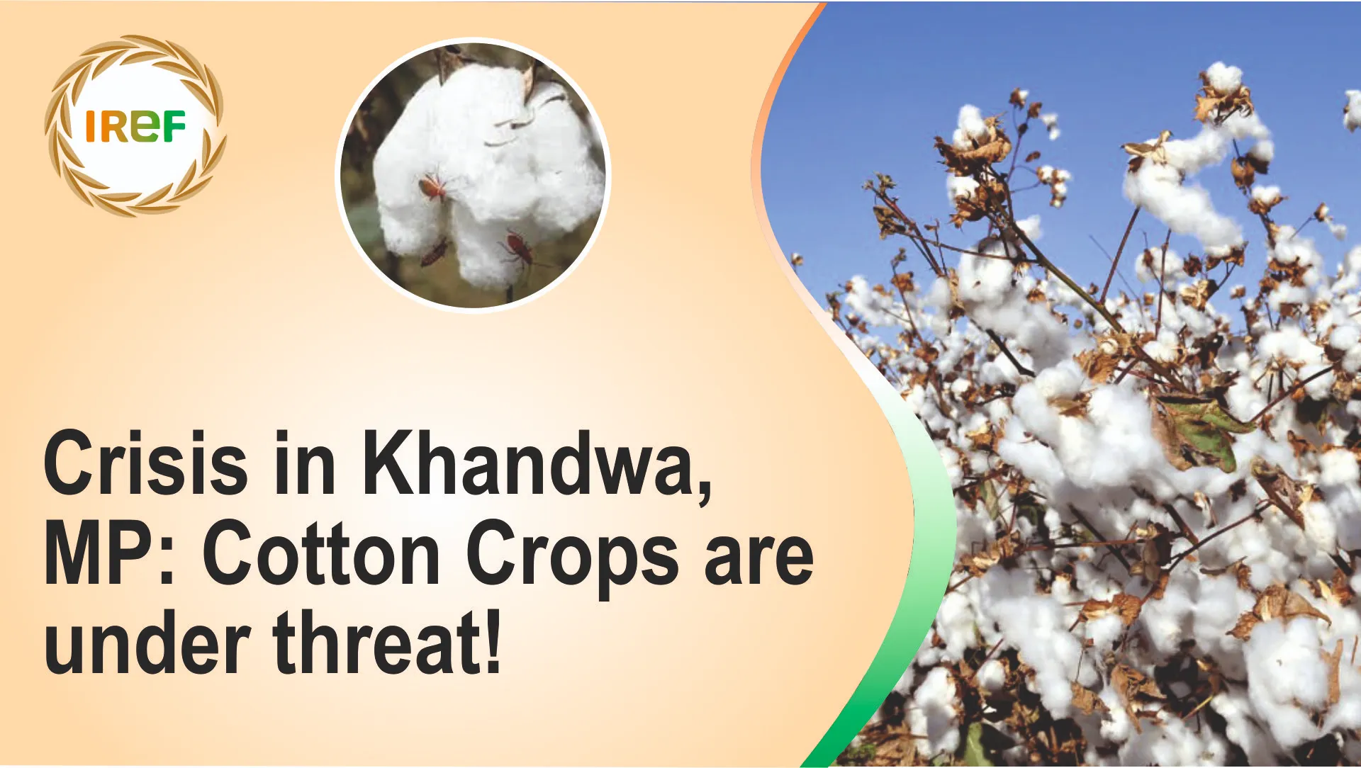 Crisis in Khandwa, MP: Cotton Crops are under threat!