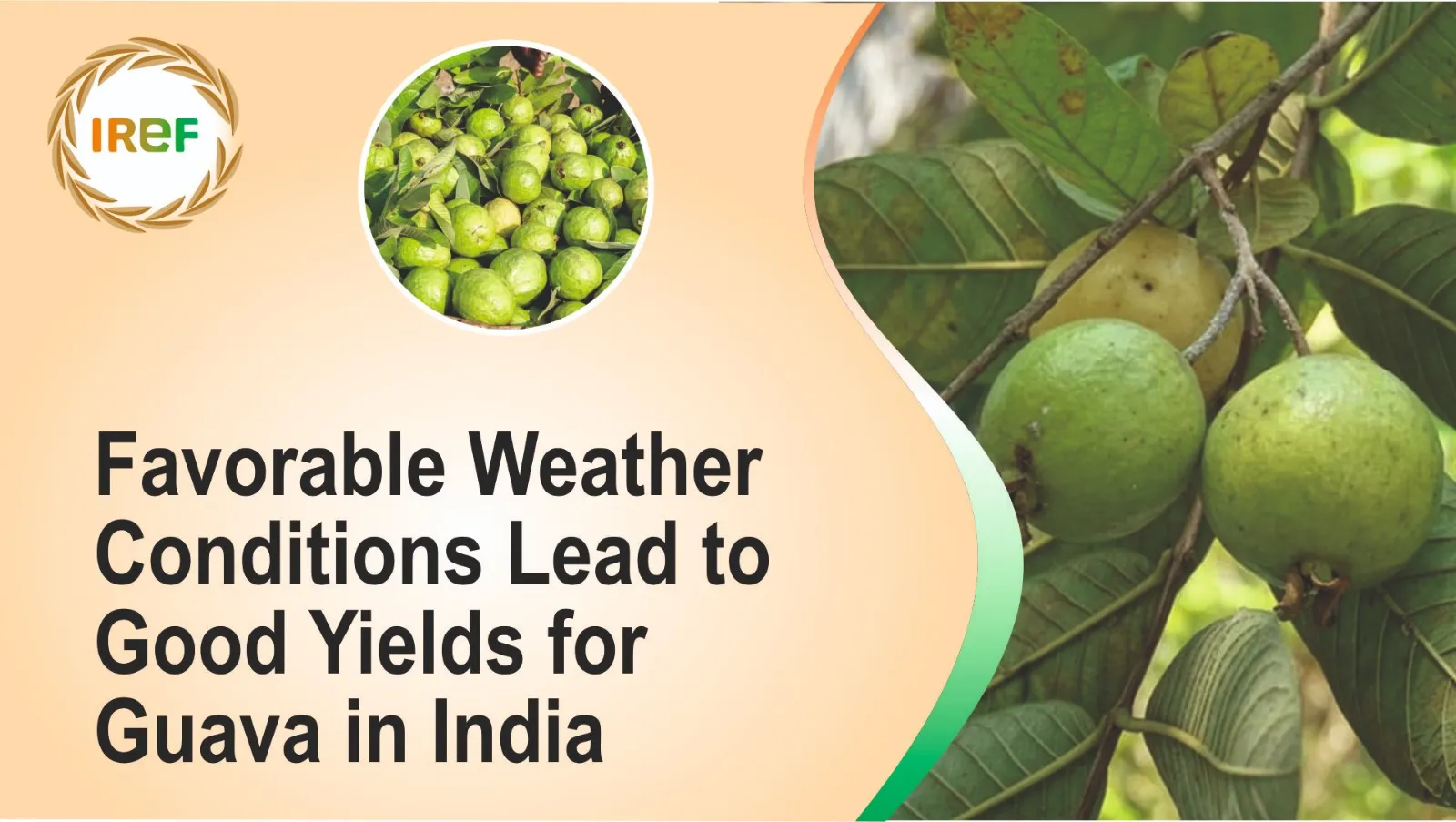 Favorable Weather Conditions Lead to Good Yields for Guava in India
