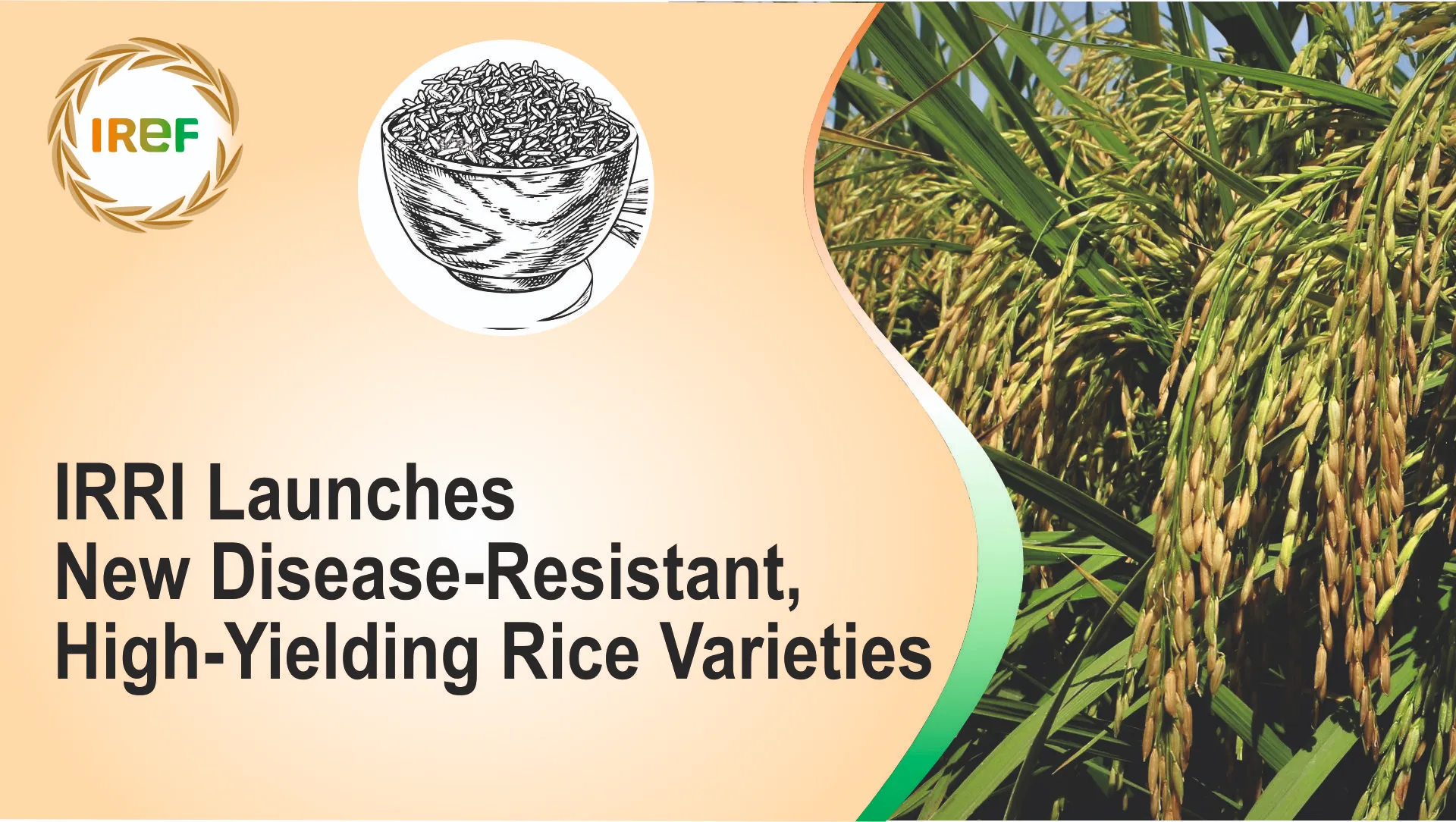 IRRI Launches New Disease-Resistant, High-Yielding Rice Varieties