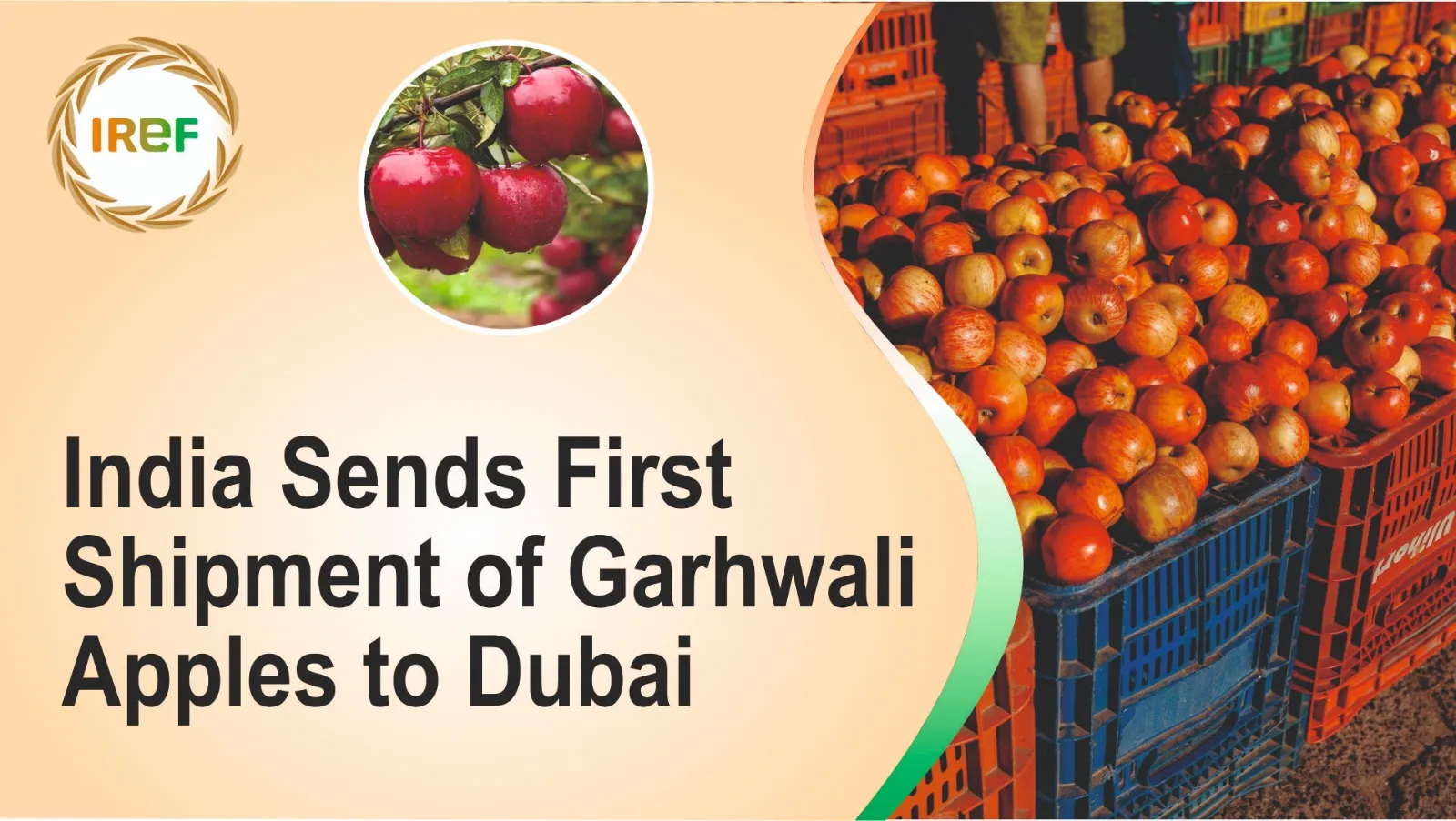 India Sends First Shipment of Garhwali Apples to Dubai