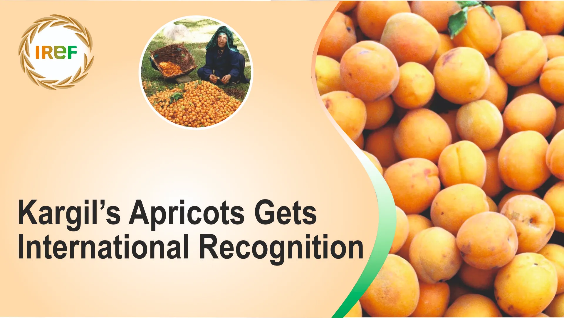 Kargil’s Apricots Gets International Recognition: Halman variety exported to Gulf countries