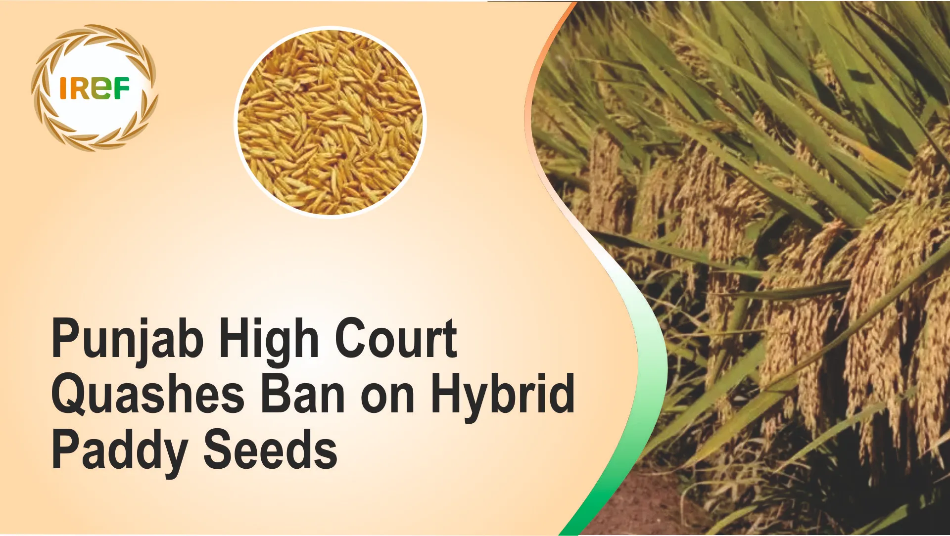Punjab High Court Quashes Ban on Hybrid Paddy Seeds