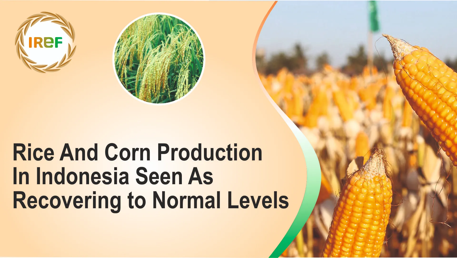 Rice And Corn Production In Indonesia Seen As Recovering to Normal Levels