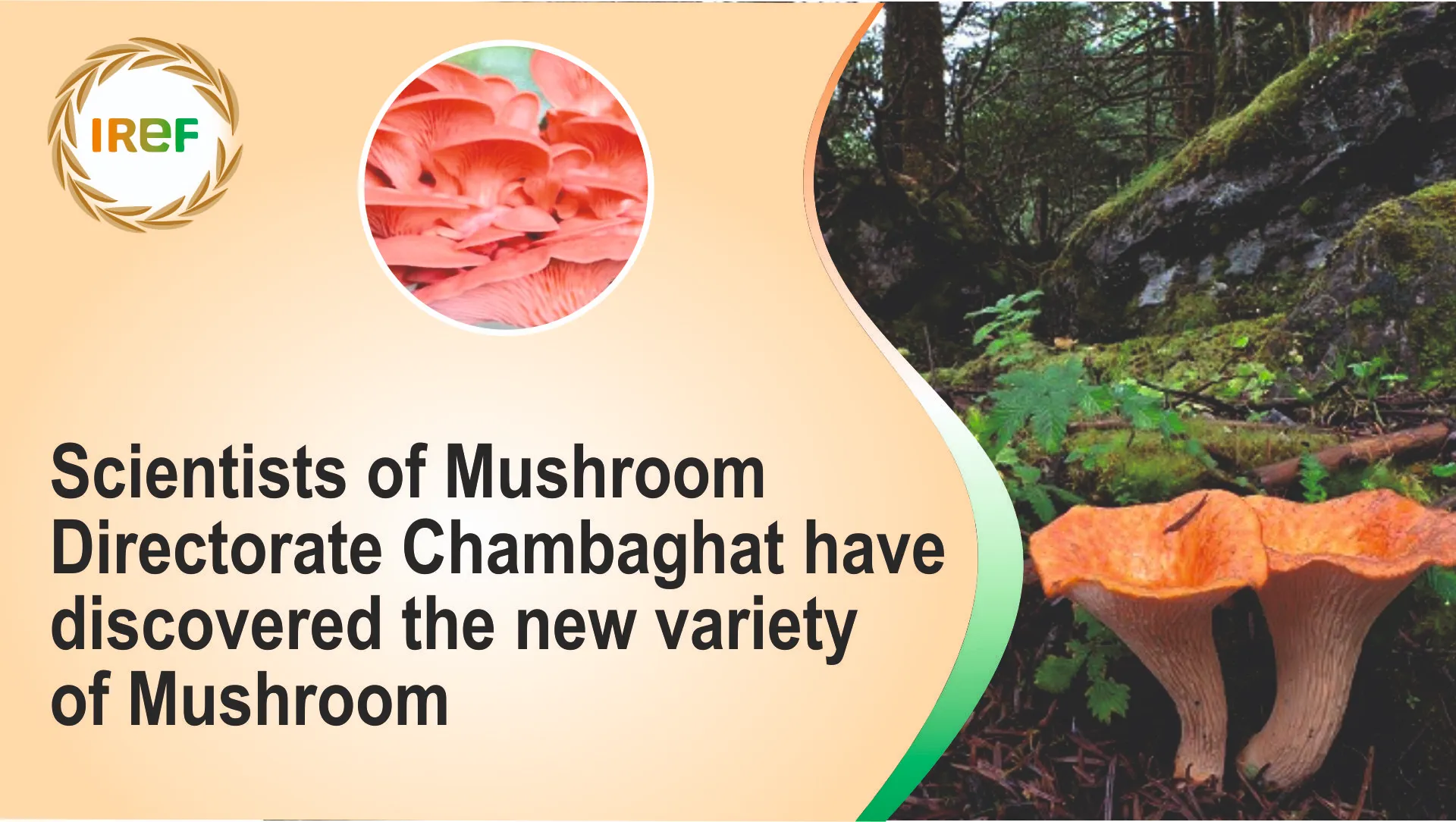 Scientists Develop the New Variety of Mushroom, Hopeful for More Production in Less Time