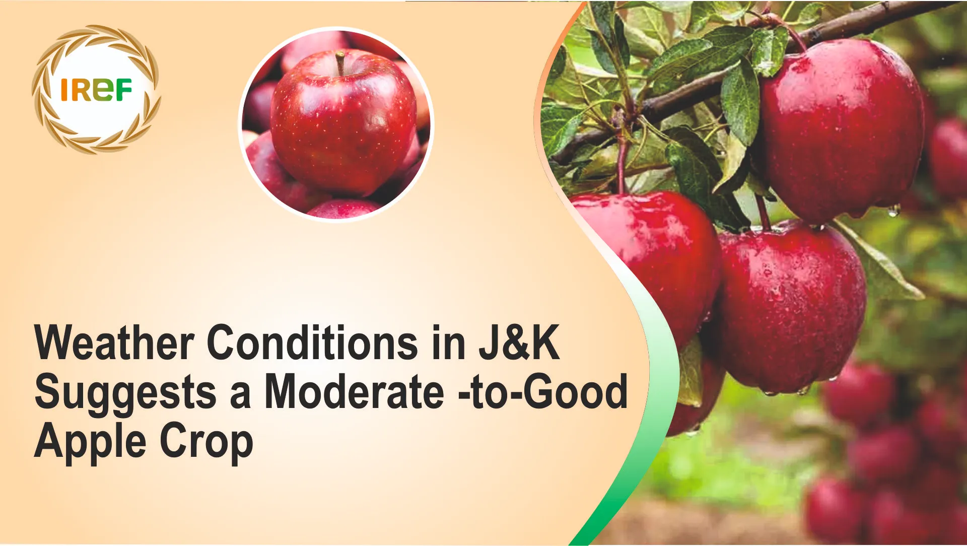 Weather Conditions in J&K Suggests a Moderate -to-Good Apple Crop