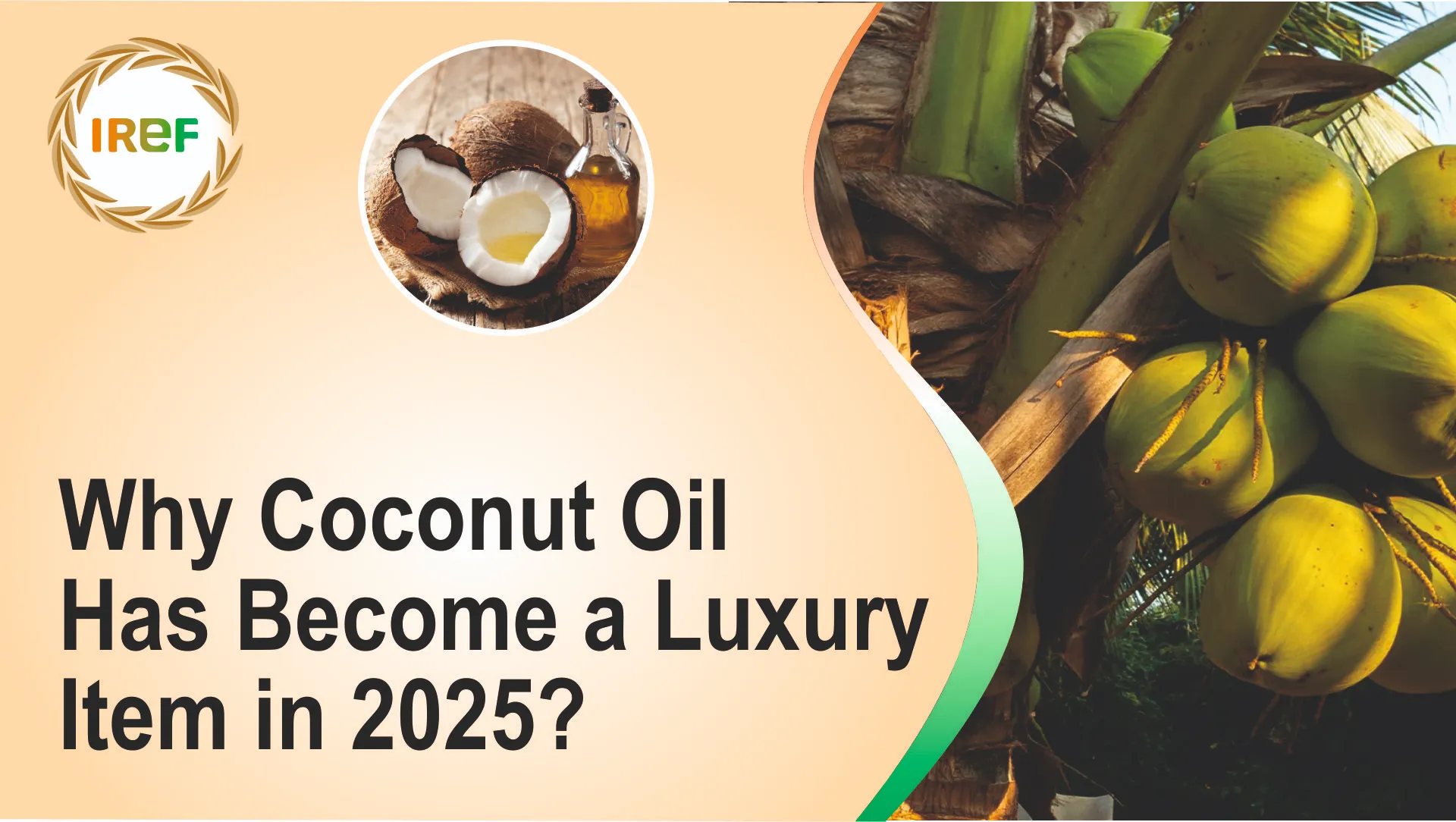 Why Coconut Oil Has Become a Luxury Item in 2025?