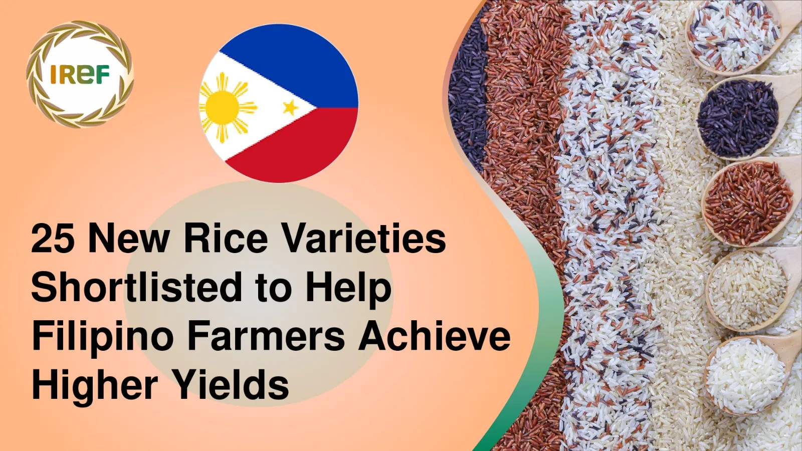 25 New Rice Varieties Shortlisted to Help Filipino Farmers Achieve Higher Yields