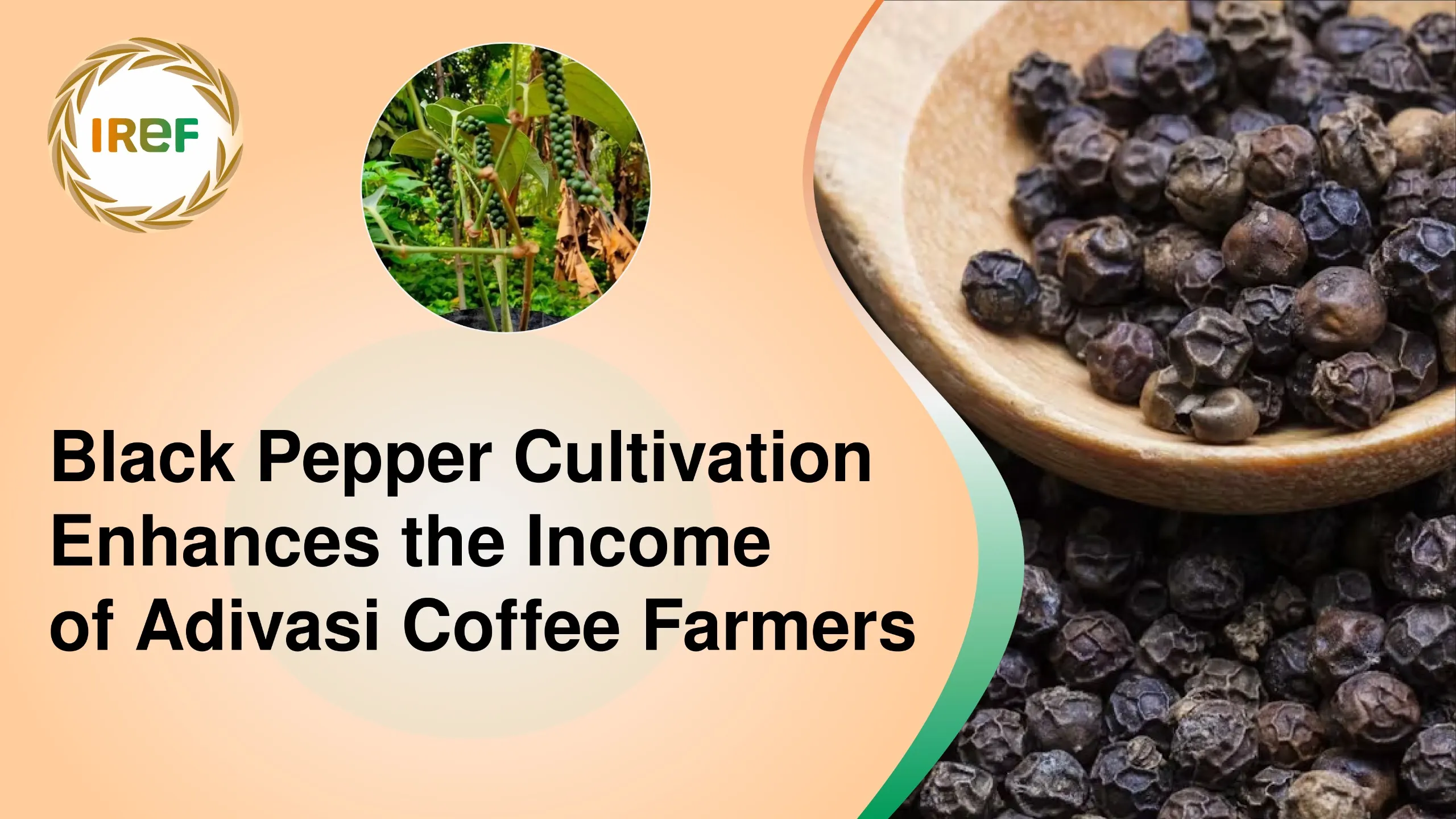 Black Pepper Cultivation Enhances the Income of Adivasi Coffee Farmers