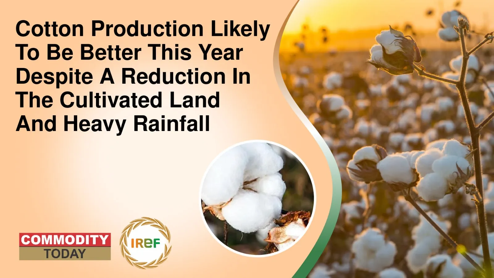 Cotton Production Likely To Be Better This Year Despite A Reduction In The Cultivated Land And Heavy Rainfall