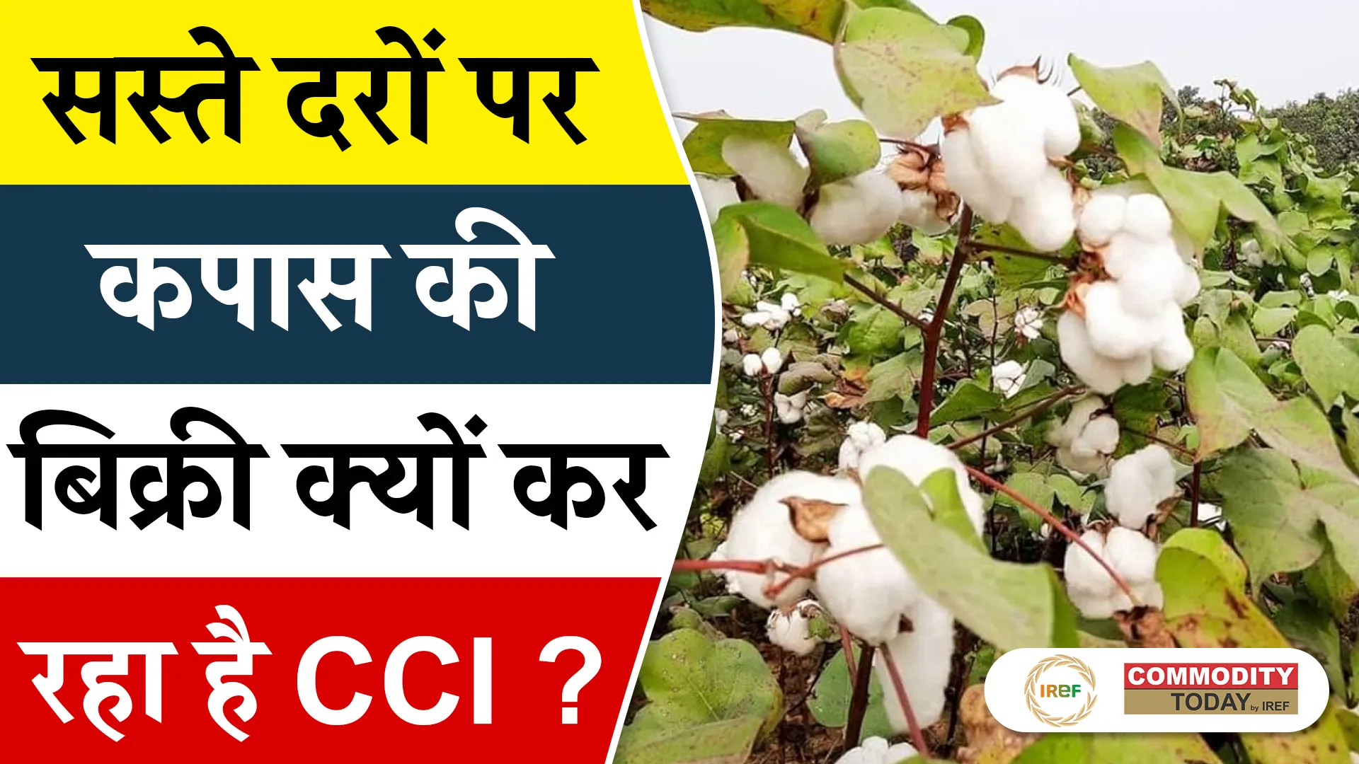 Cotton Sales In India Increased Due to CCI Rate Cut and Discount Scheme