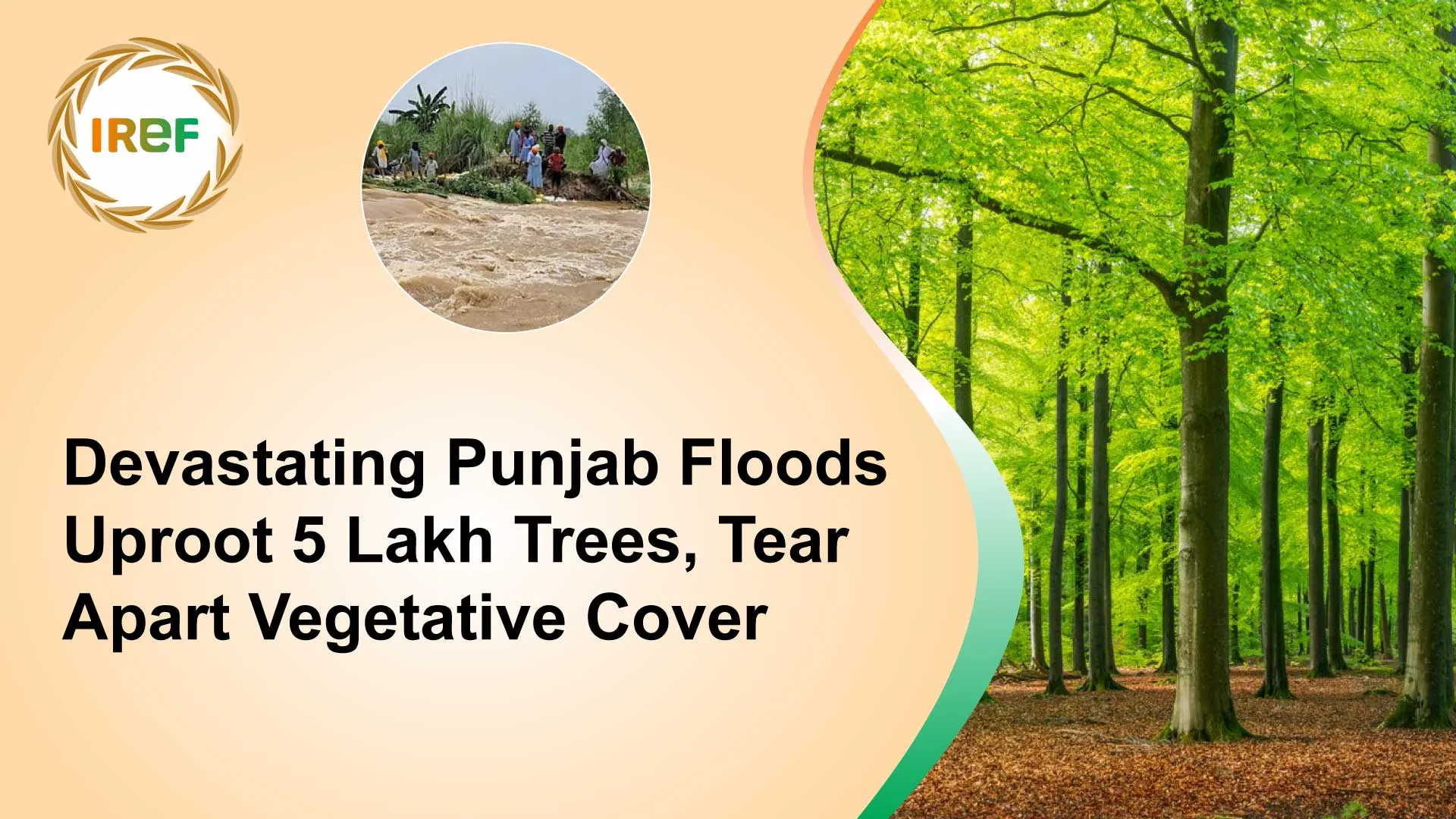 Devastating Punjab Floods Uproot 5 Lakh Trees, Tear Apart Vegetative Cover