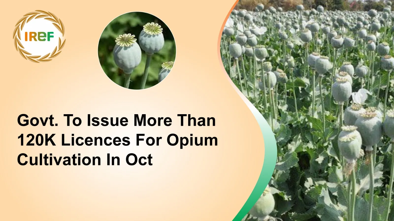 Govt. To Issue More Than 120 K Licences For Opium Cultivation In Oct