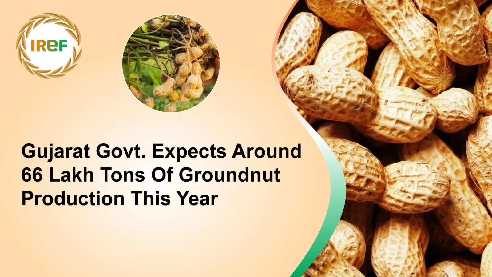 Gujarat Govt. Expects Around 66 Lakh Tons Of Groundnut Production This Year