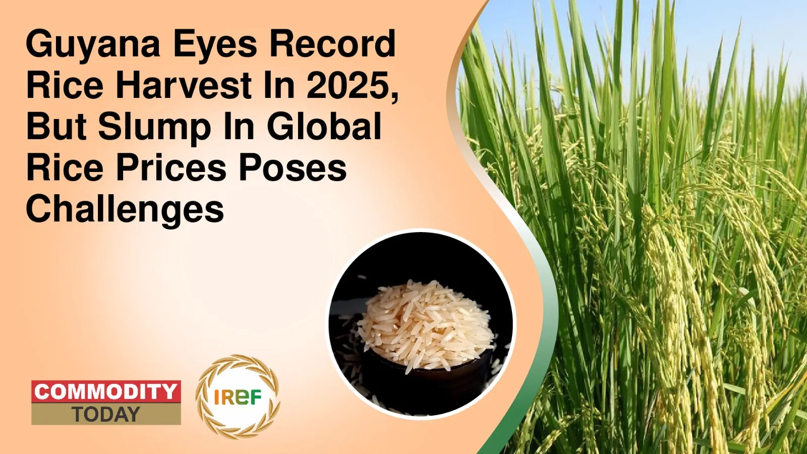 Guyana Eyes Record Rice Harvest In 2025, But Slump In Global Rice Prices Poses Challenges