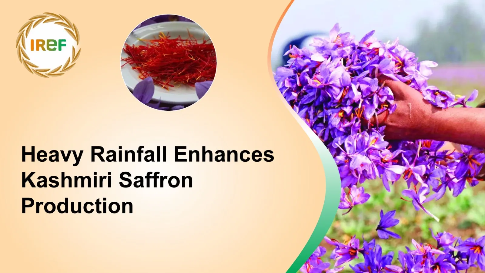 Heavy Rainfall Enhances Kashmiri Saffron Production, Farmers Expect Good Harvest