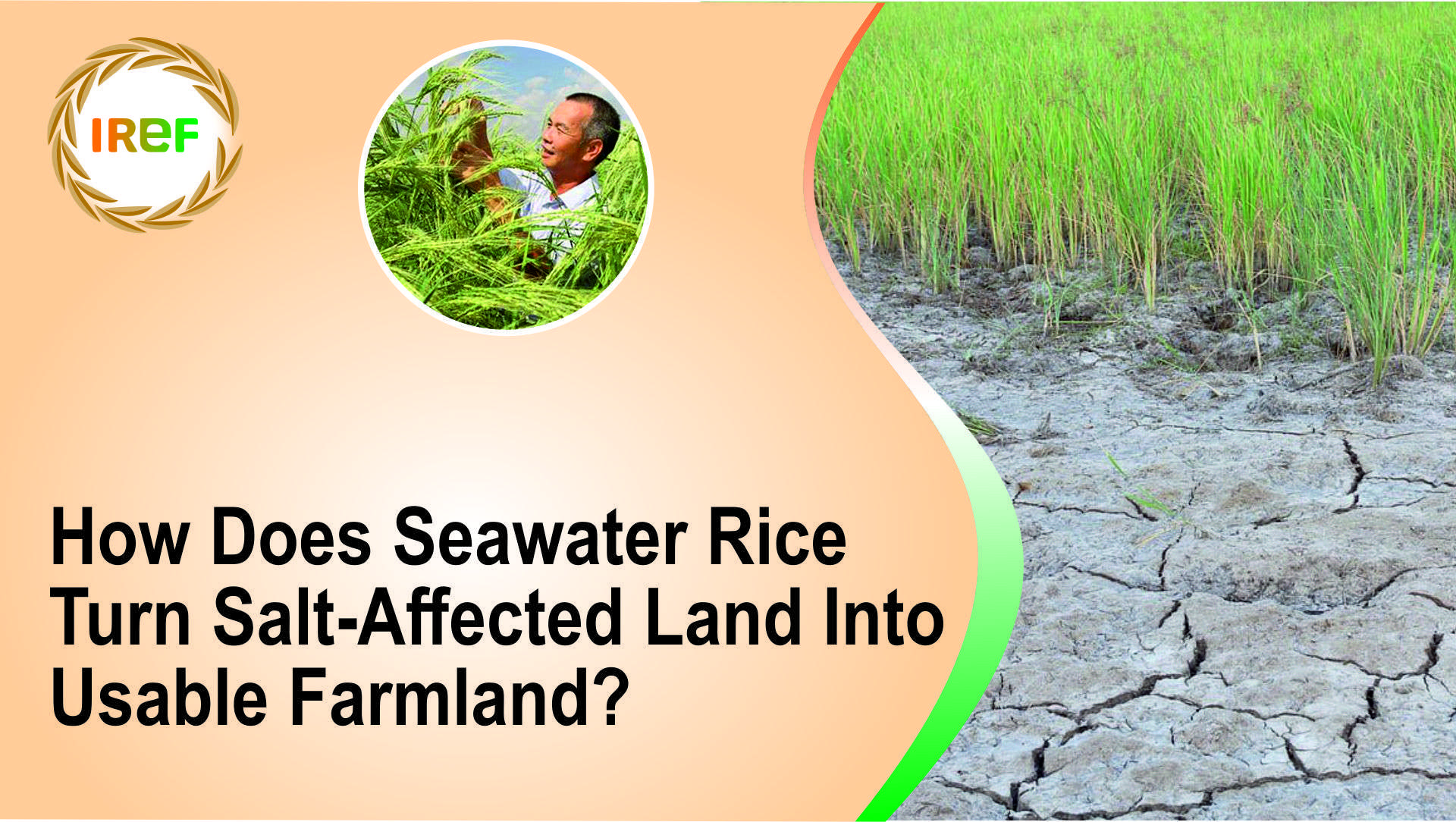 How Does Seawater Rice Turn Salt-Affected Land Into Usable Farmland?