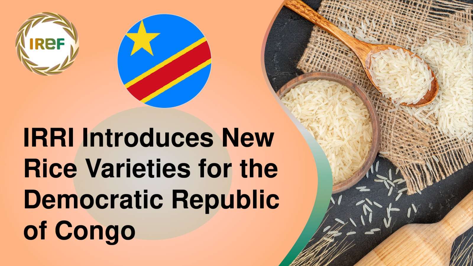 IRRI Introduces New Rice Varieties for the Democratic Republic of Congo