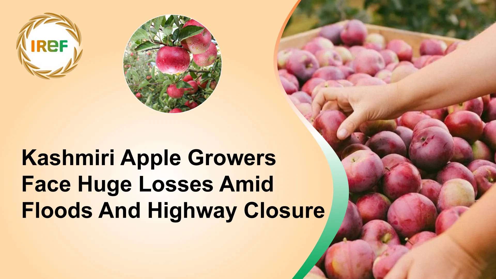 Kashmiri Apple Growers Face Huge Losses Amid Floods And Highway Closure