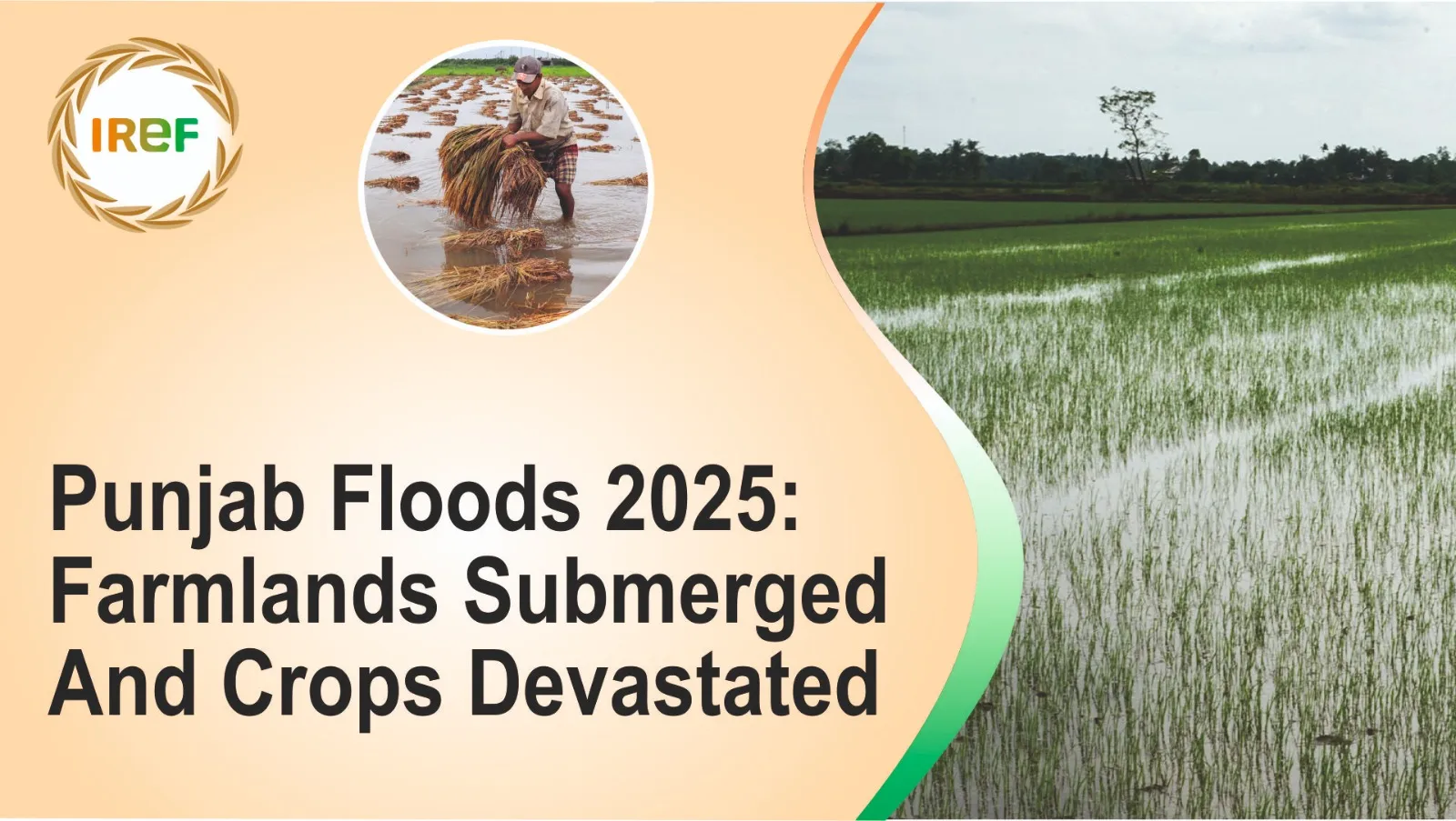 Punjab Floods 2025: Farmlands Submerged And Crops Devastated