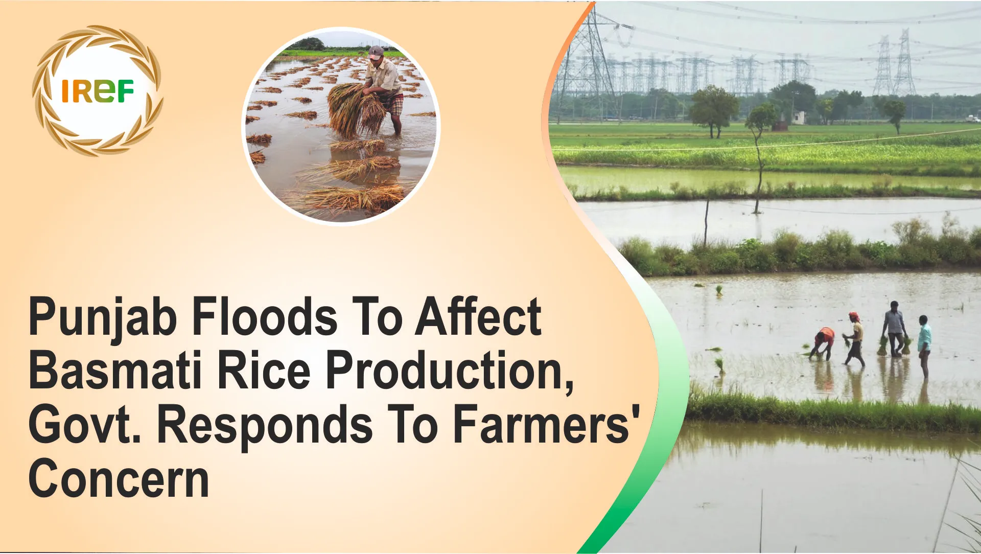 Punjab Floods To Affect Basmati Rice Production, Govt. Responds To Farmers’ Concern
