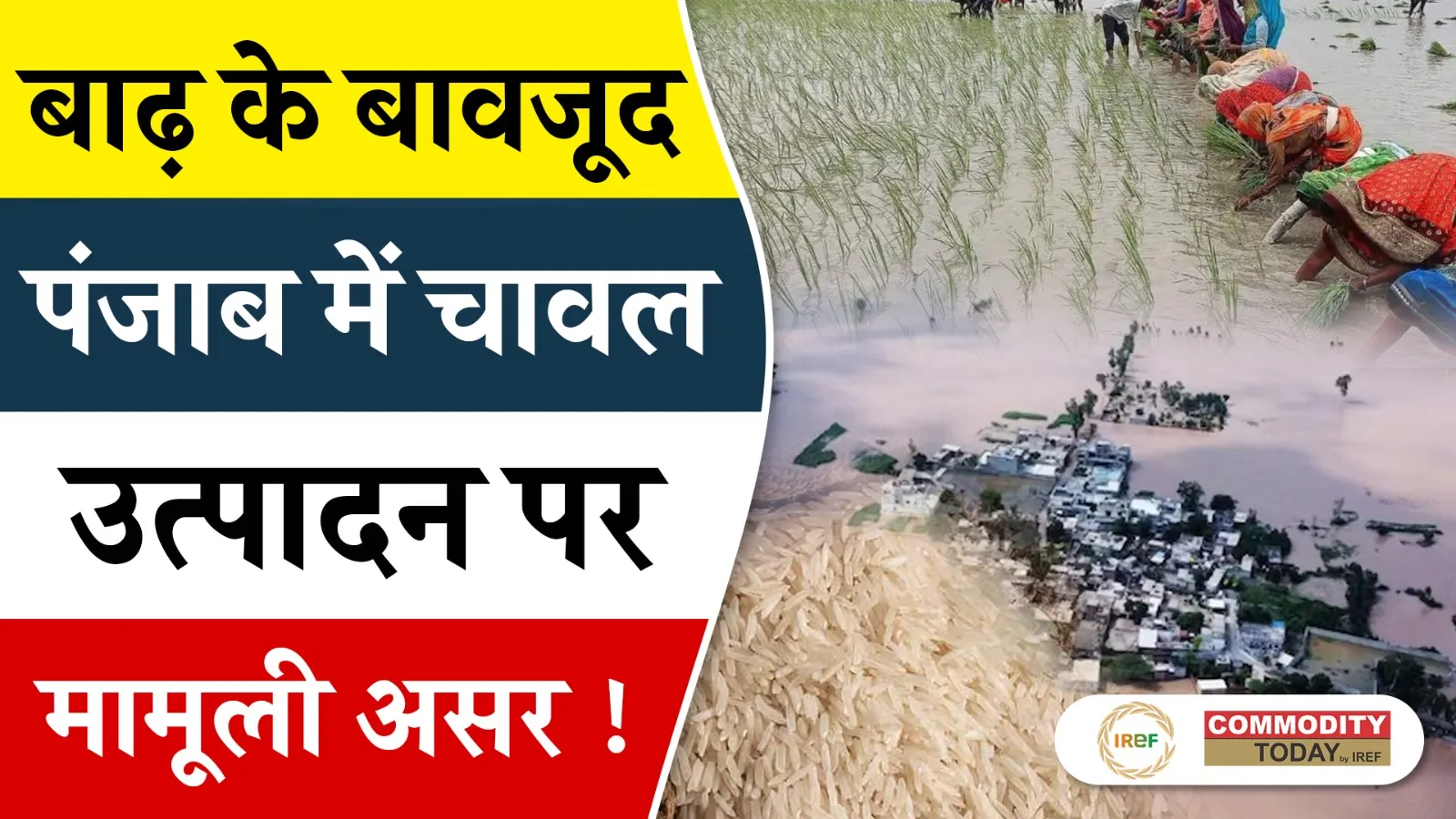 Punjab Paddy Production Likely to be Affected Despite Rice Crop Loss Amid Floods