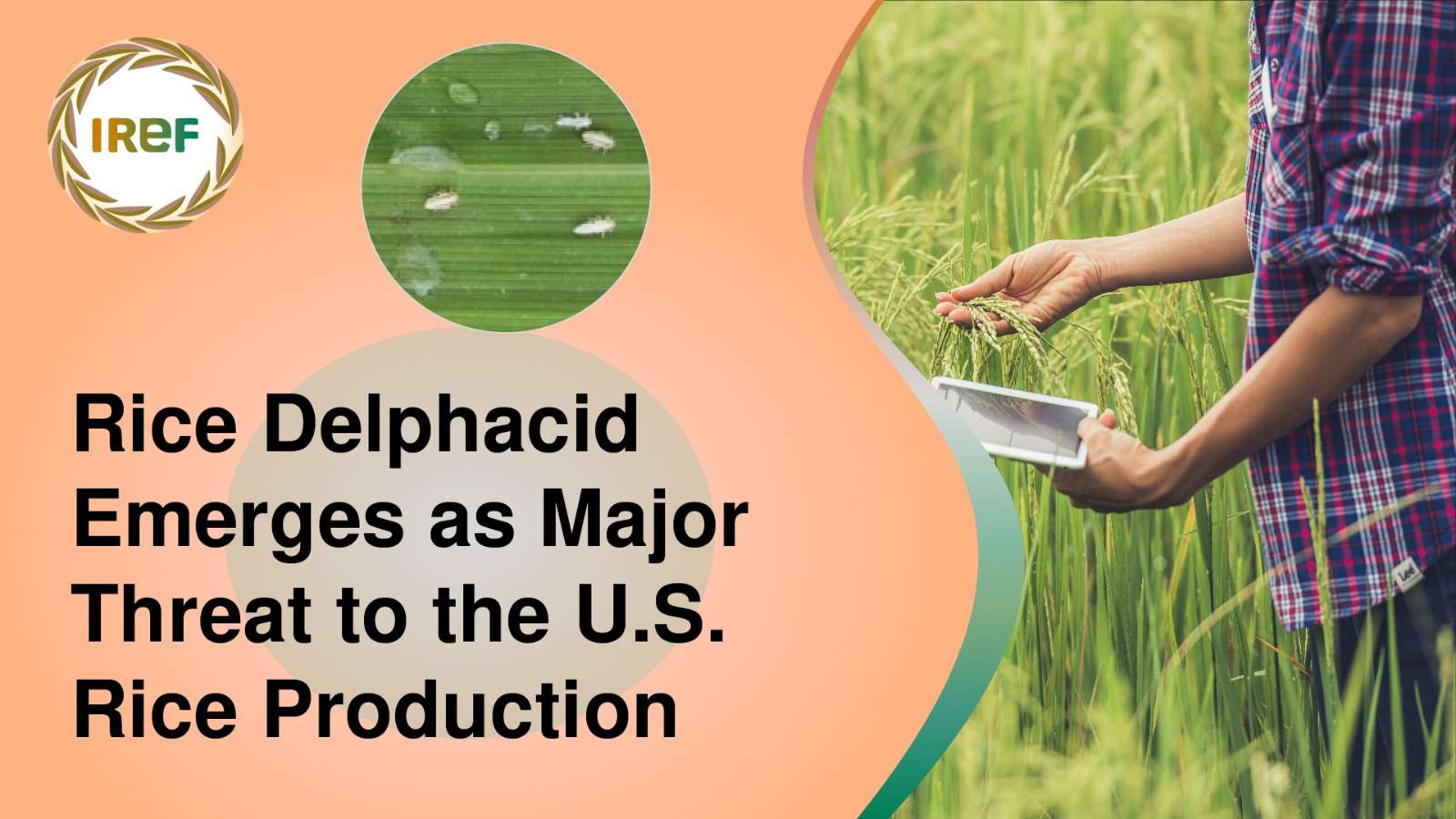 Rice Delphacid Emerges as Major Threat to the U.S. Rice Production