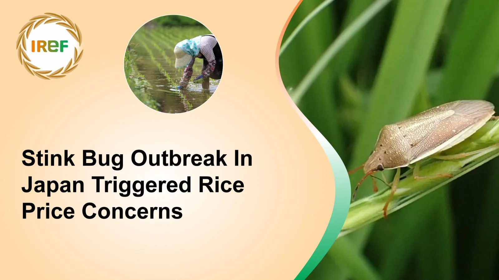 Stink Bug Outbreak In Japan Triggered Rice Prices Concerns