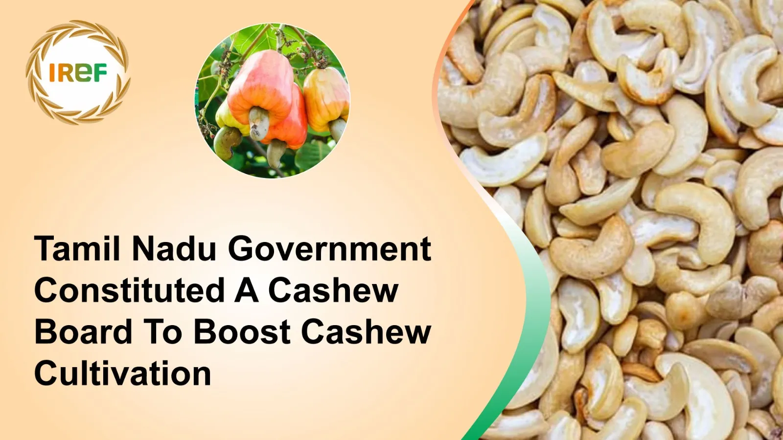 Tamil Nadu Government Constituted A Cashew Board To Boost Cashew Cultivation