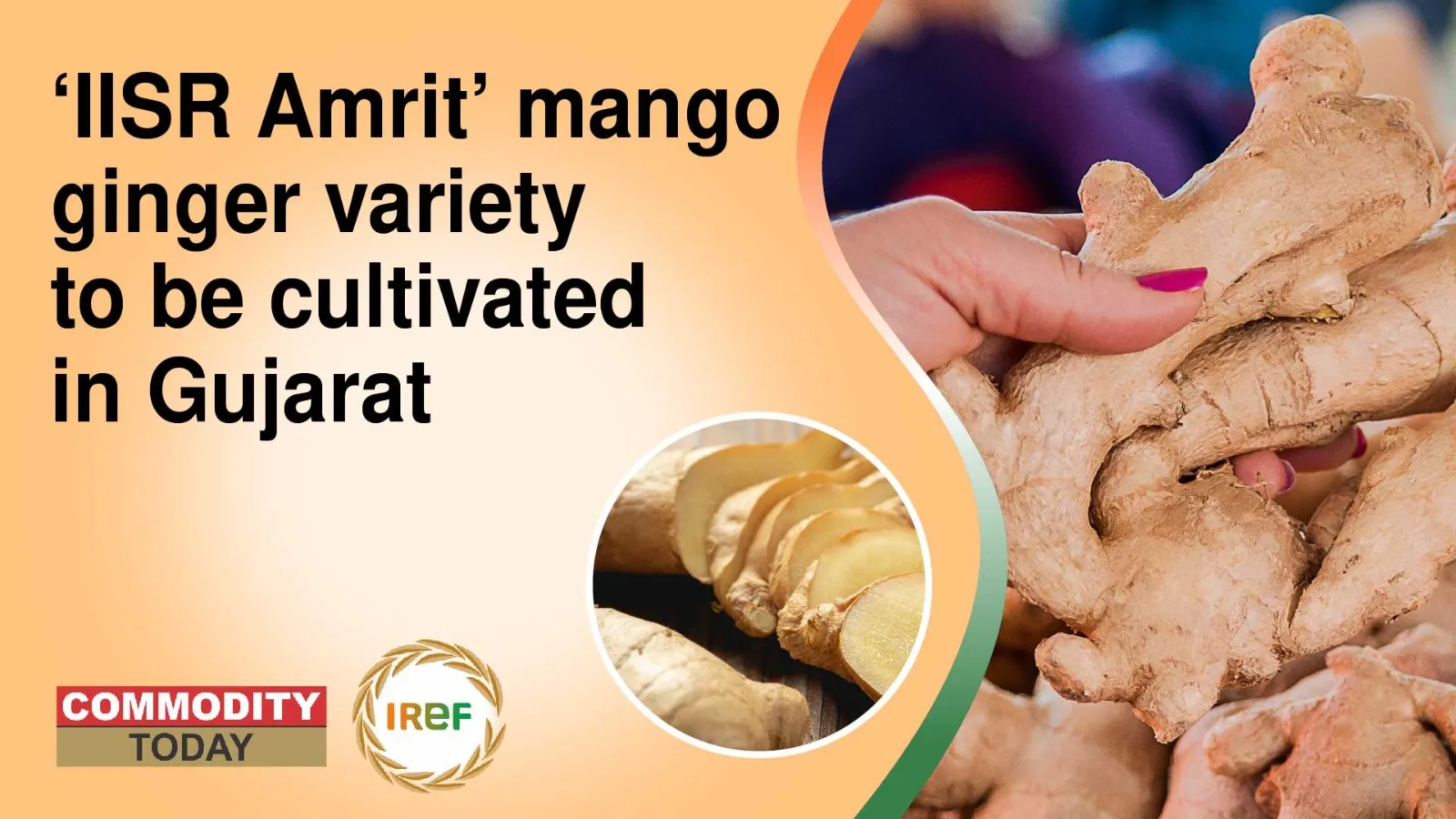 ‘IISR Amrit’ Mango Ginger Variety to Be Cultivated in Gujarat