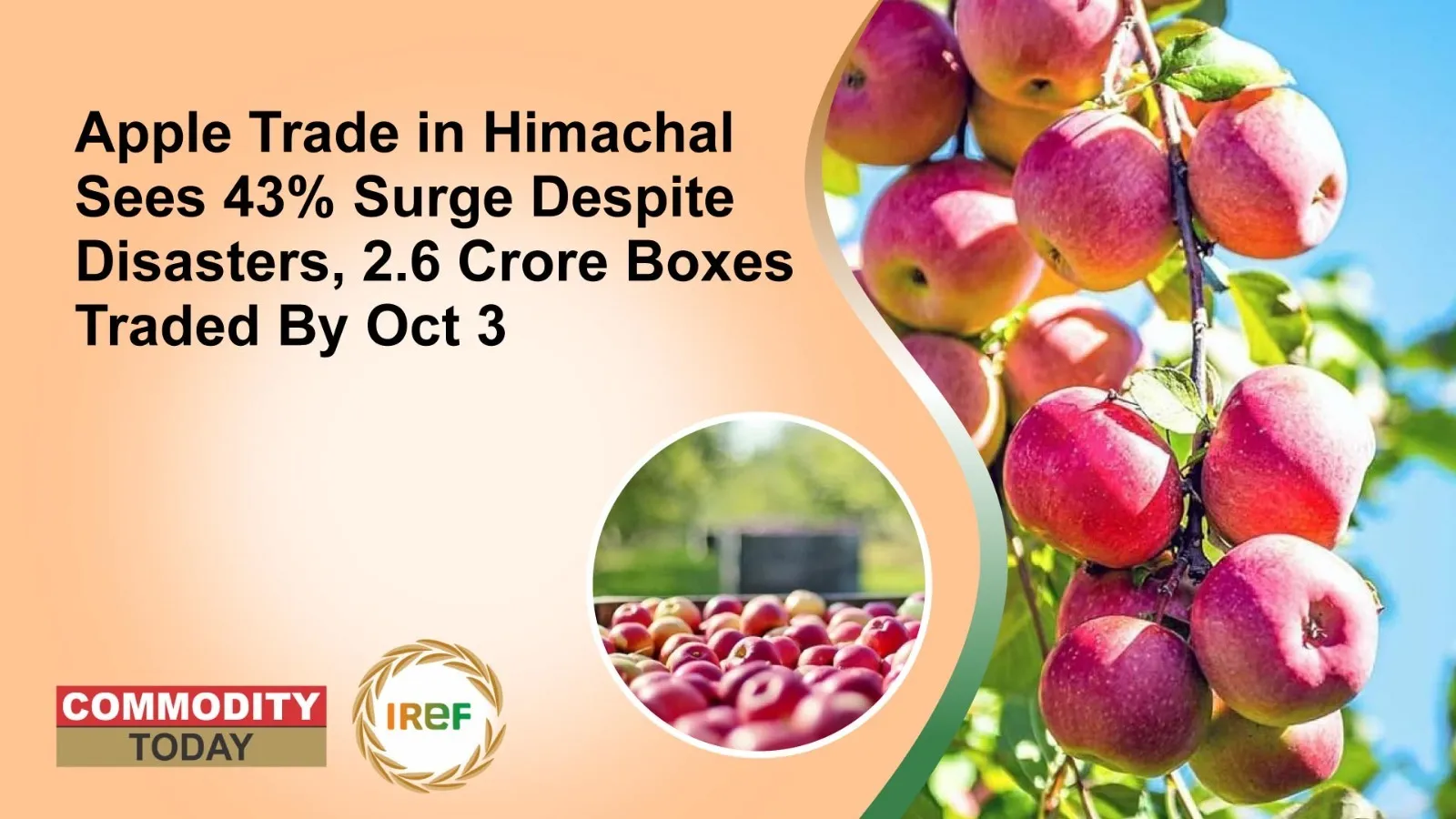 Apple Trade in Himachal Sees 43% Surge Despite Disasters, 2.6 Crore Boxes Traded By Oct 3