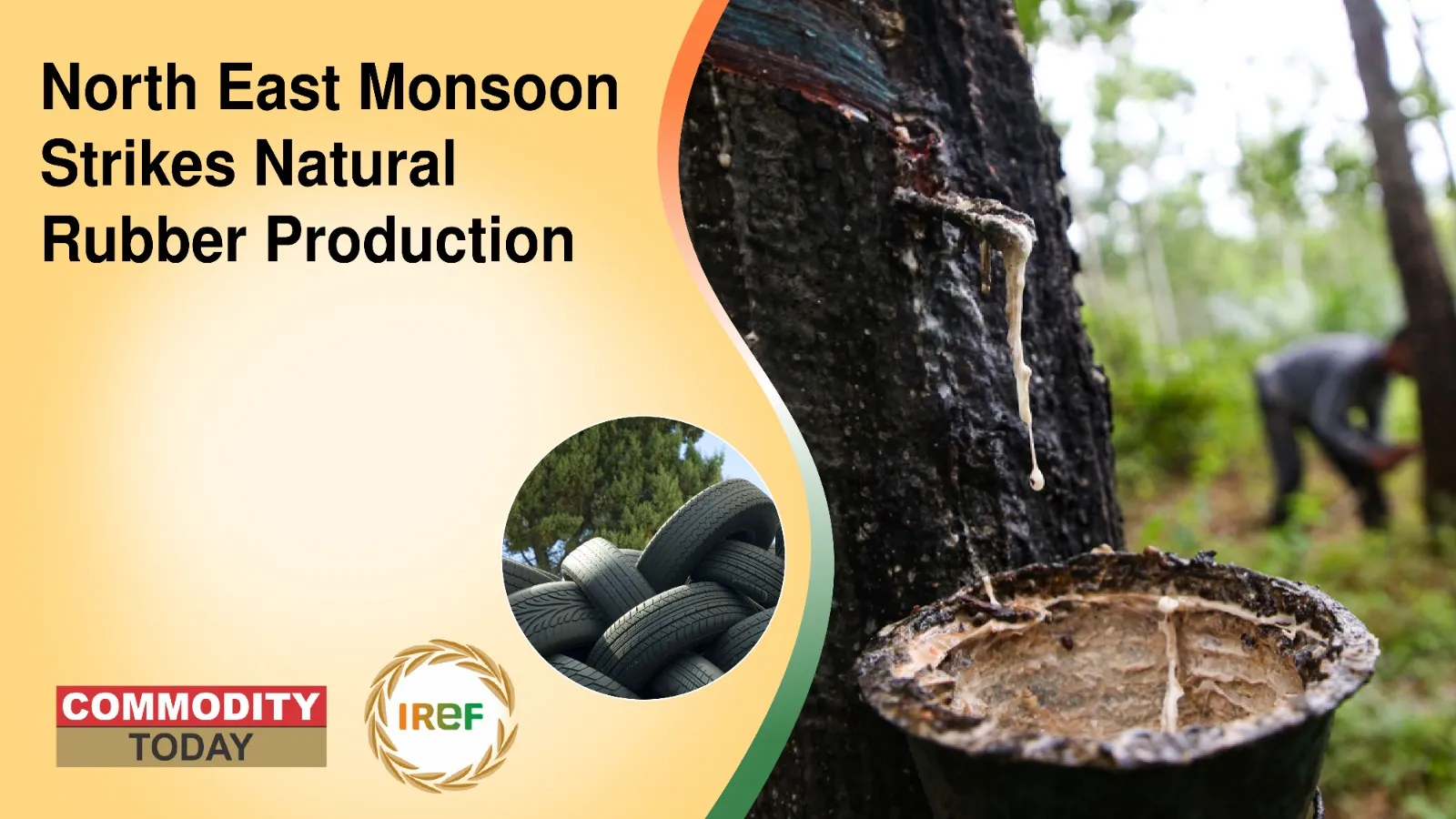 North East Monsoon Strikes Natural Rubber Production
