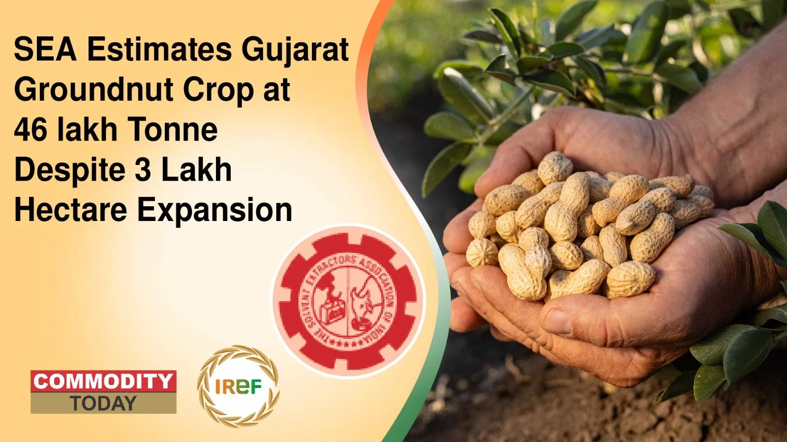 SEA Estimates Gujarat Groundnut Crop at 46 lakh Tonne Despite 3 Lakh Hectare Expansion