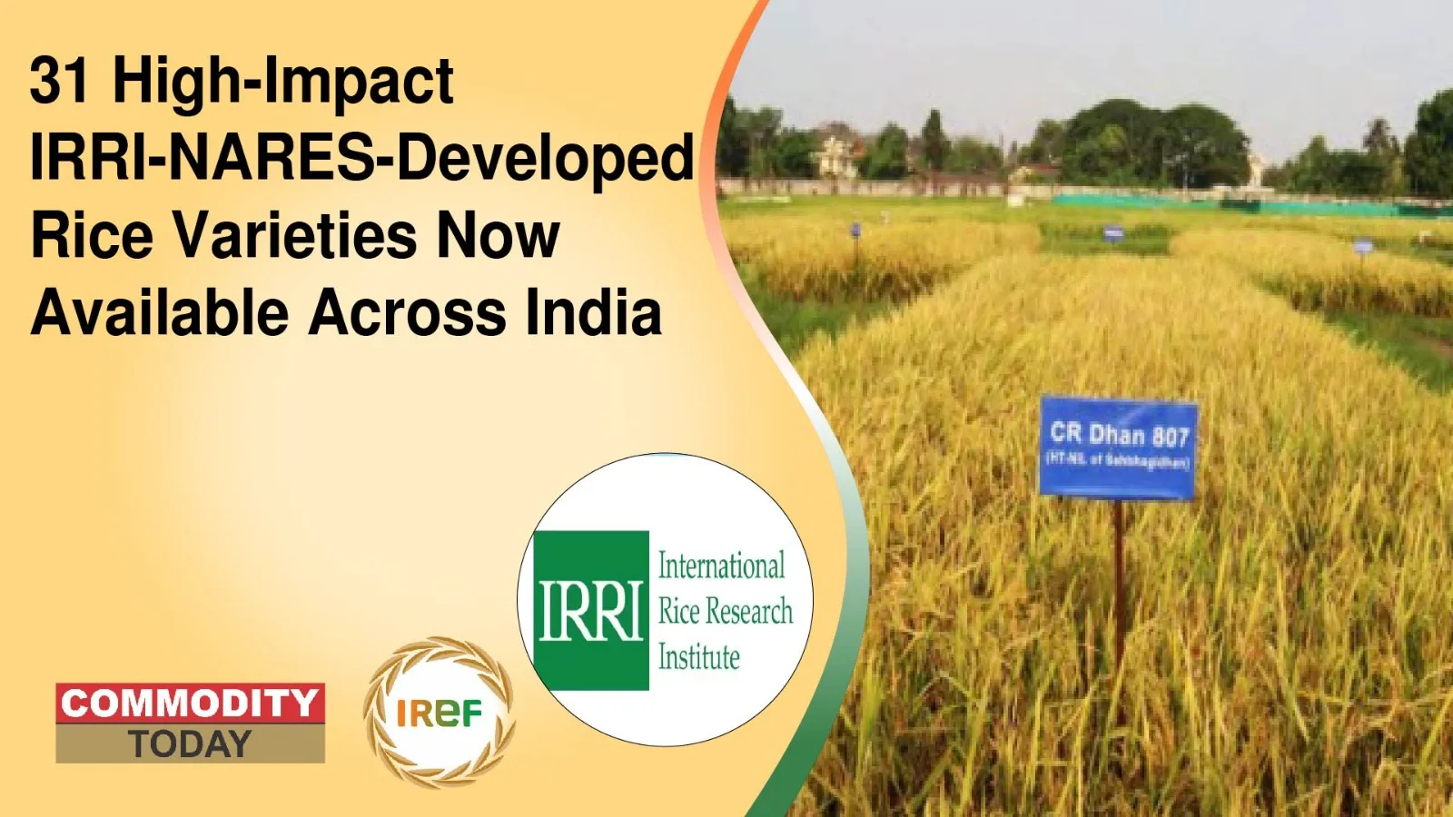 31 High-Impact IRRI-NARES-Developed Rice Varieties Now Available Across India