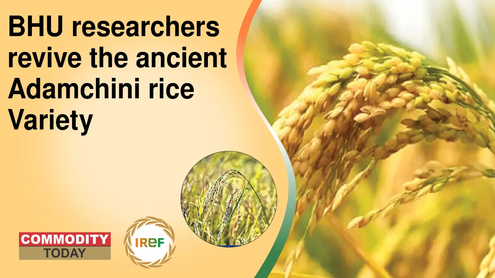 BHU researchers revive the ancient Adamchini rice Variety